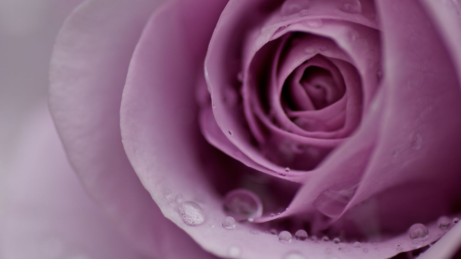 Бесплатные видео ласковый. Фиолетовые розы. Лиловые розы. Розово сиреневый.
