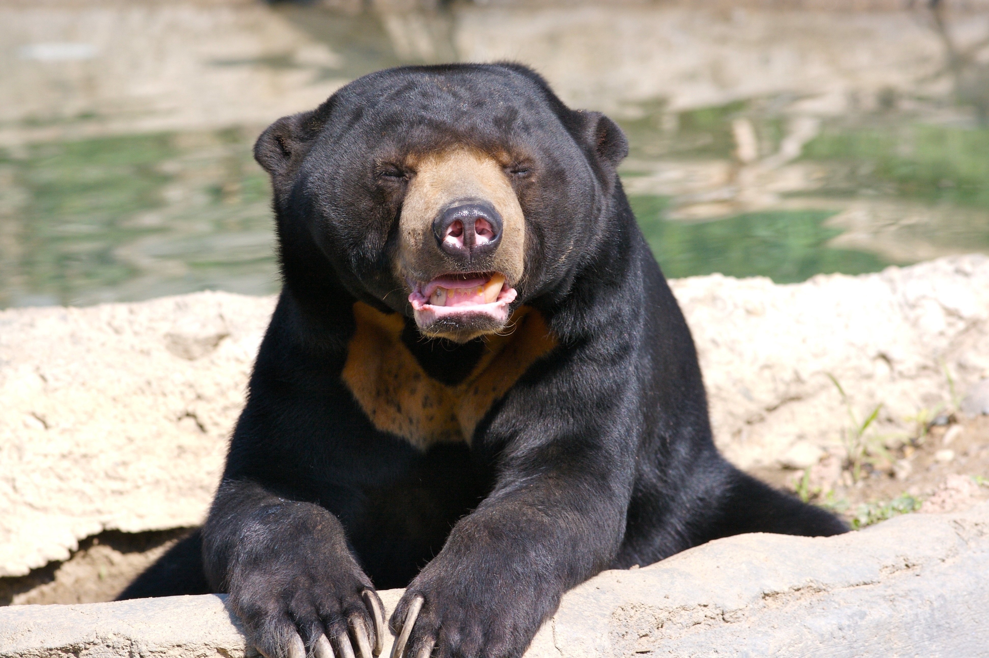 Малайский Солнечный медведь