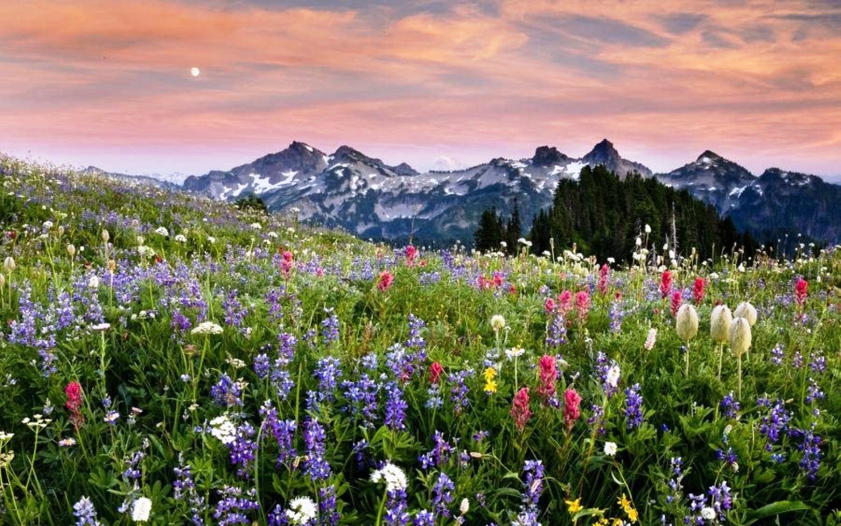 Горы И Полевые Цветы