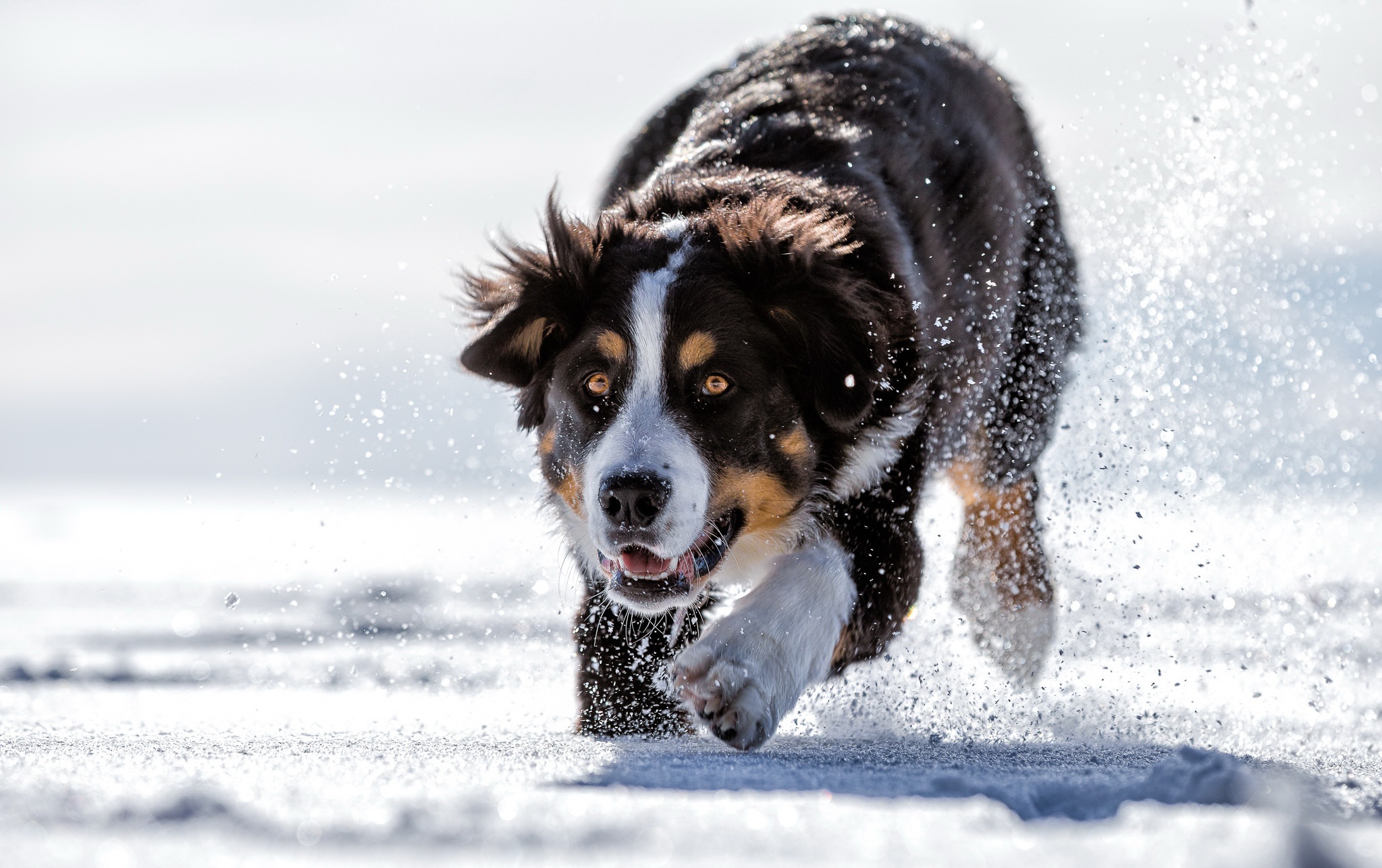 animal, sennenhund, bernese mountain dog, dog, snow, dogs