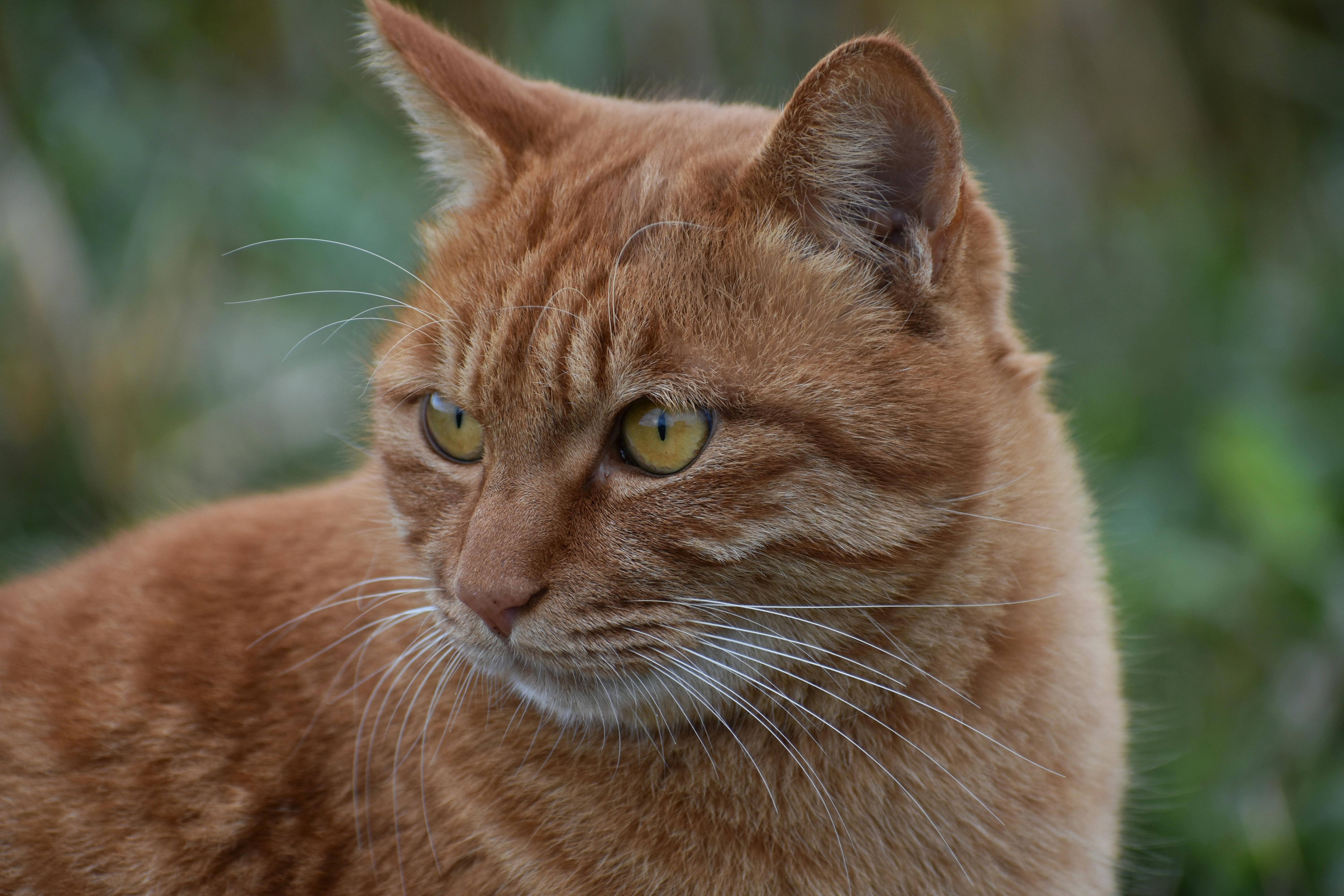 Рыжие породы кошек с фотографиями. Европейская короткошерстная кошка рыжая. Европейский короткошерстный кот рыжий. Камышовый кот рыжий. Бразильская короткошерстная кошка рыжая.