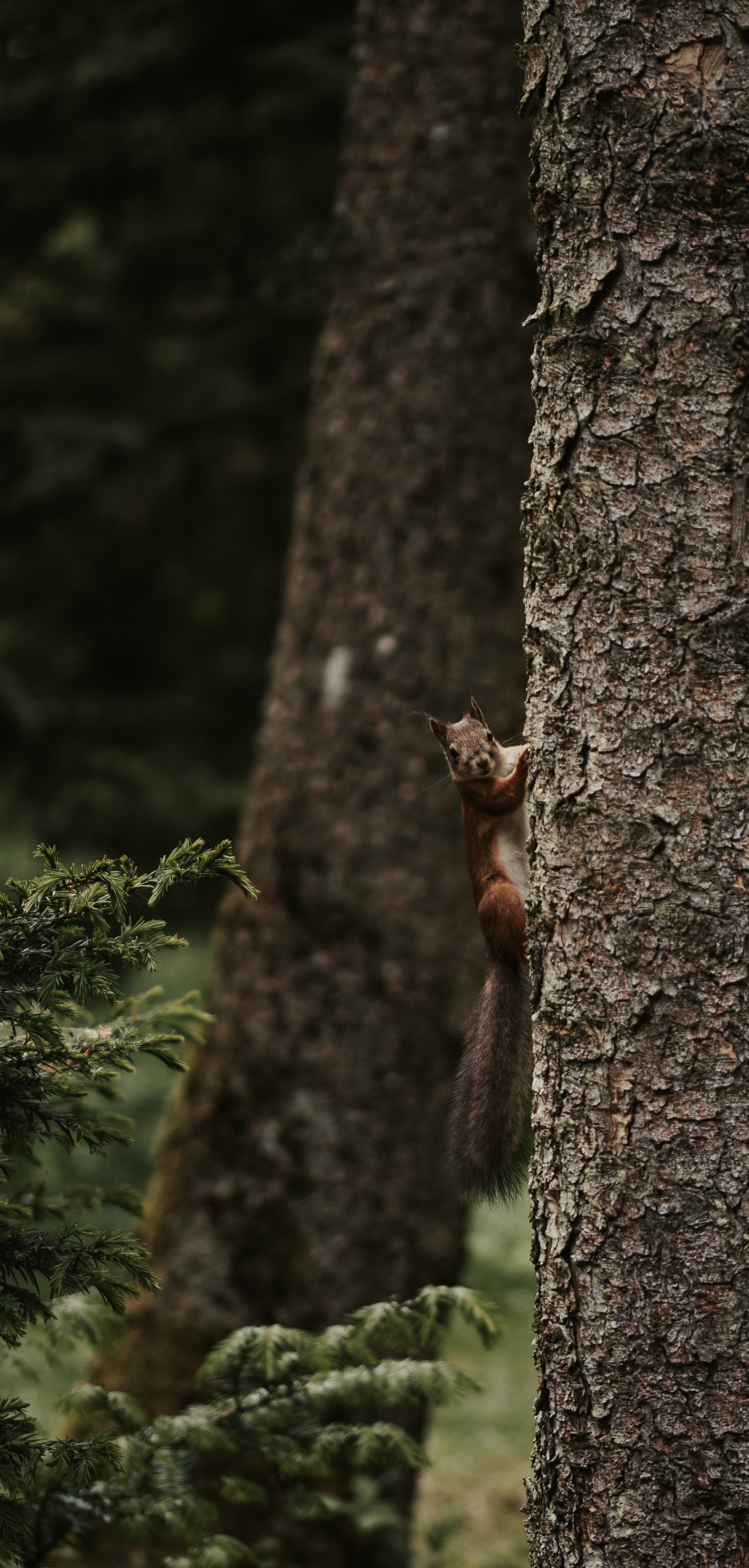 Download mobile wallpaper Rodent, Wood, Animals, Tree, Squirrel, Funny for free.