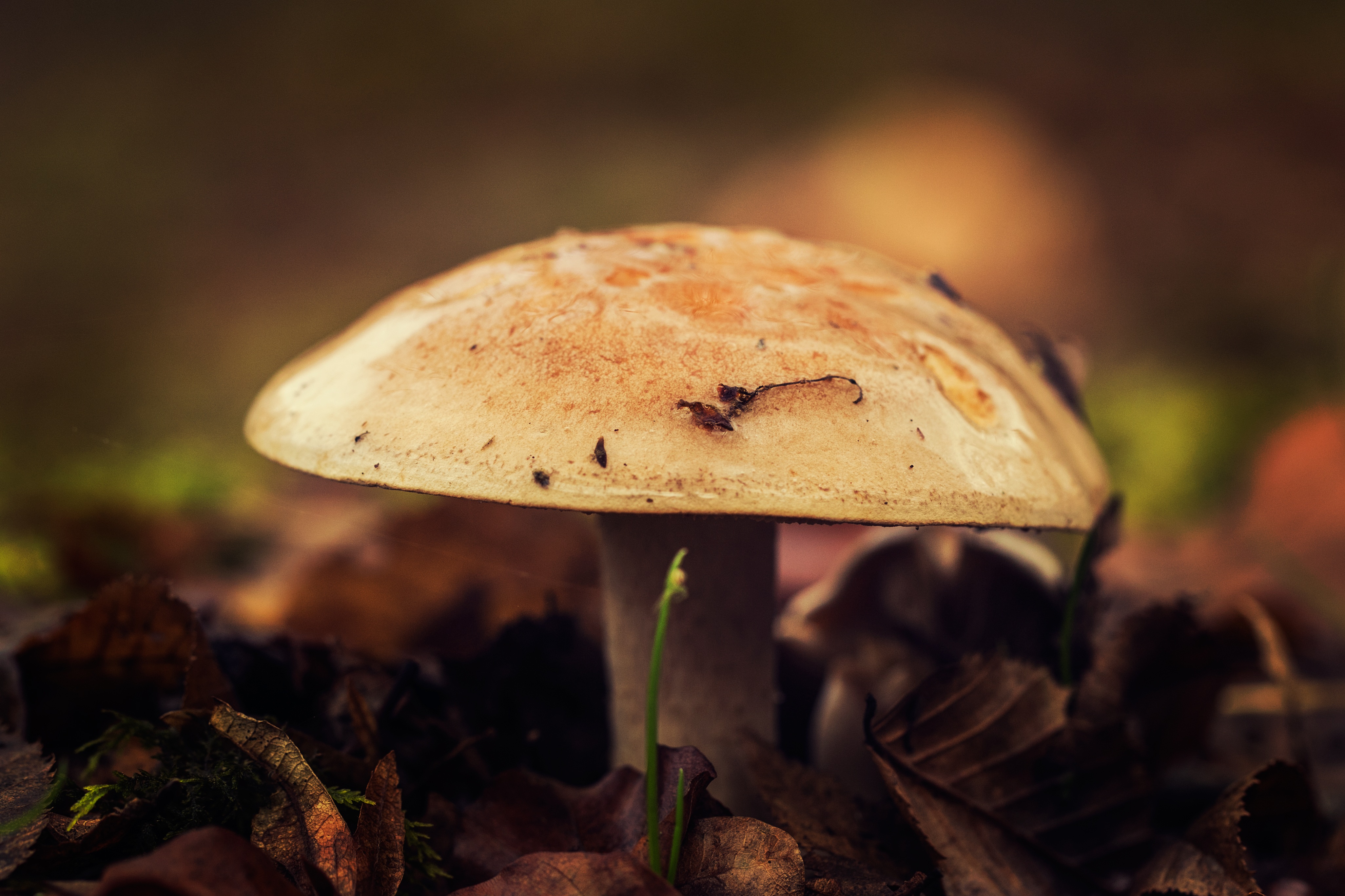 Laden Sie das Natur, Laub, Nahaufnahme, Pilz, Herbst-Bild kostenlos auf Ihren PC-Desktop herunter