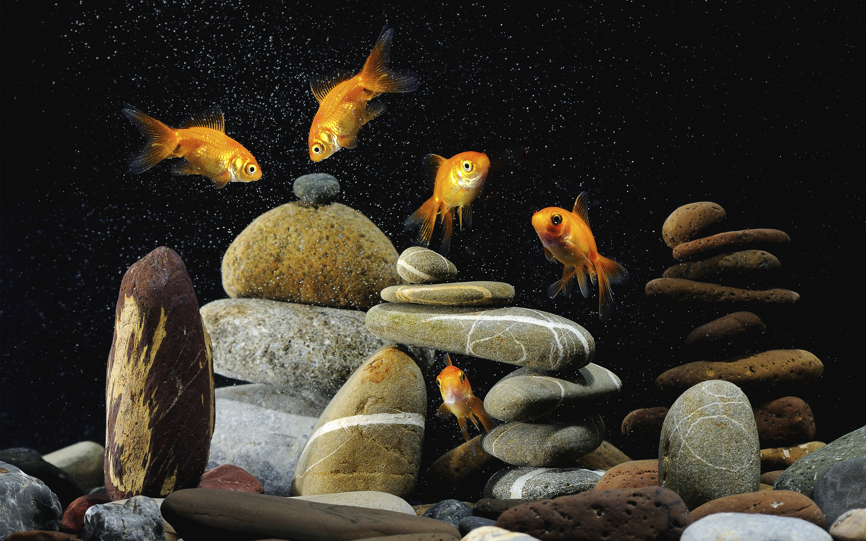 goldfish, animal, fish