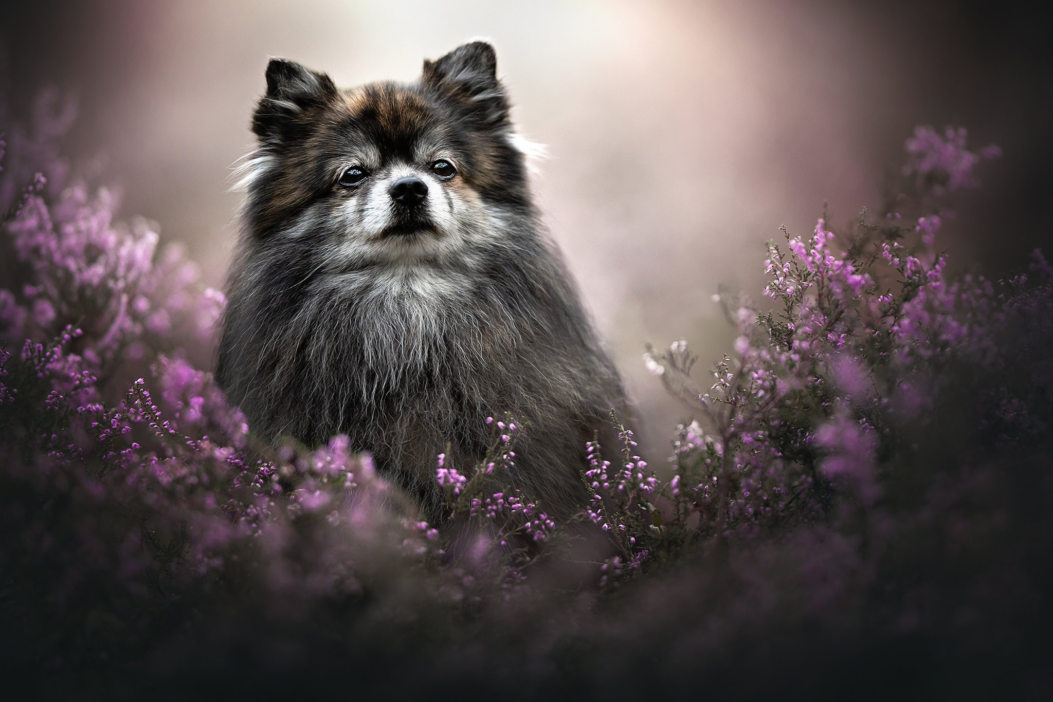 470495 descargar imagen animales, perro, flor, brezo, perros: fondos de pantalla y protectores de pantalla gratis