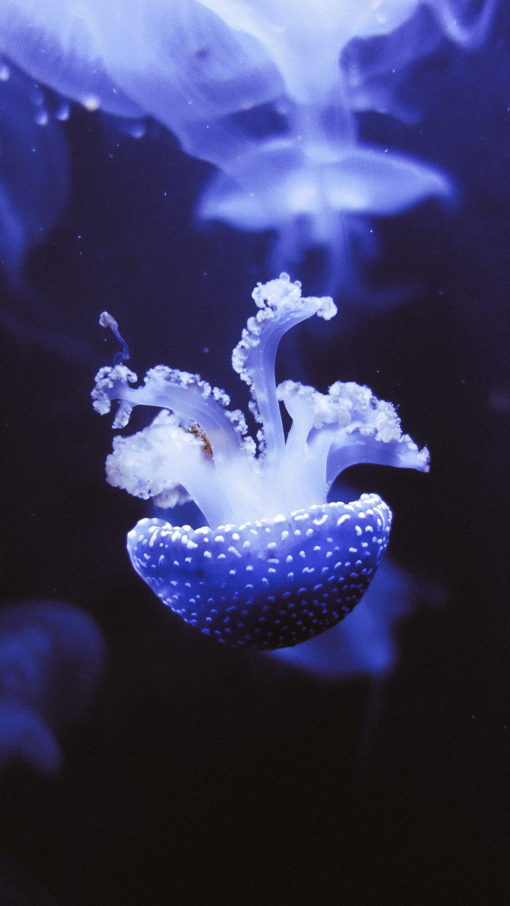 112377 Hintergrundbild herunterladen tiere, violett, flecken, spots, lila, unterwasserwelt, qualle, tentakel, die tentakel - Bildschirmschoner und Bilder kostenlos