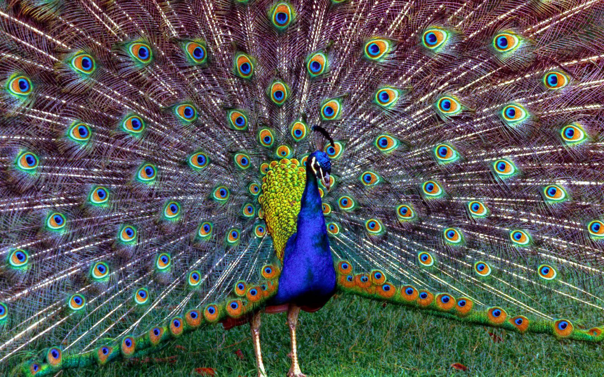 peacocks, animals, birds wallpaper for mobile
