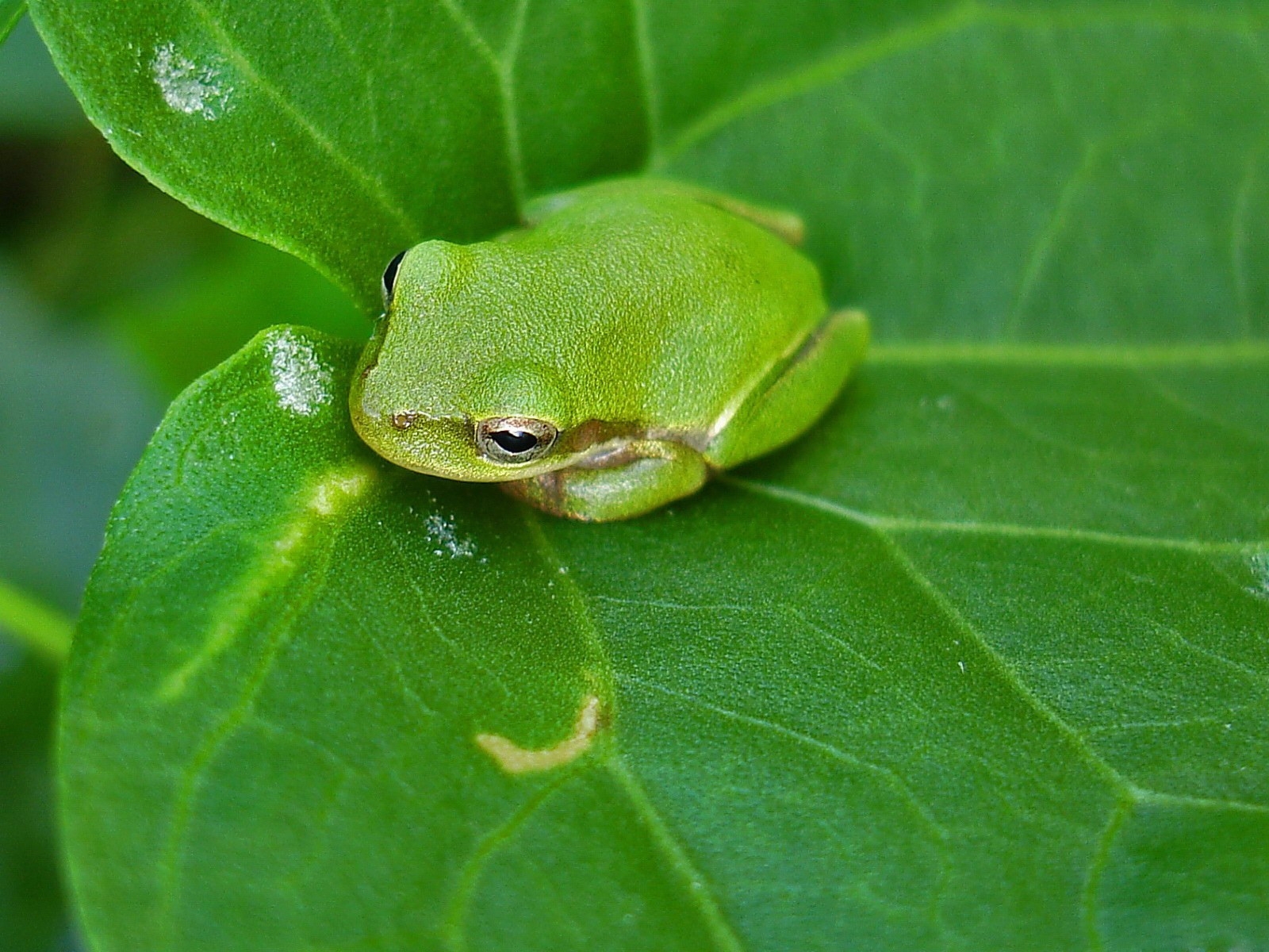 High Definition Frogs wallpaper