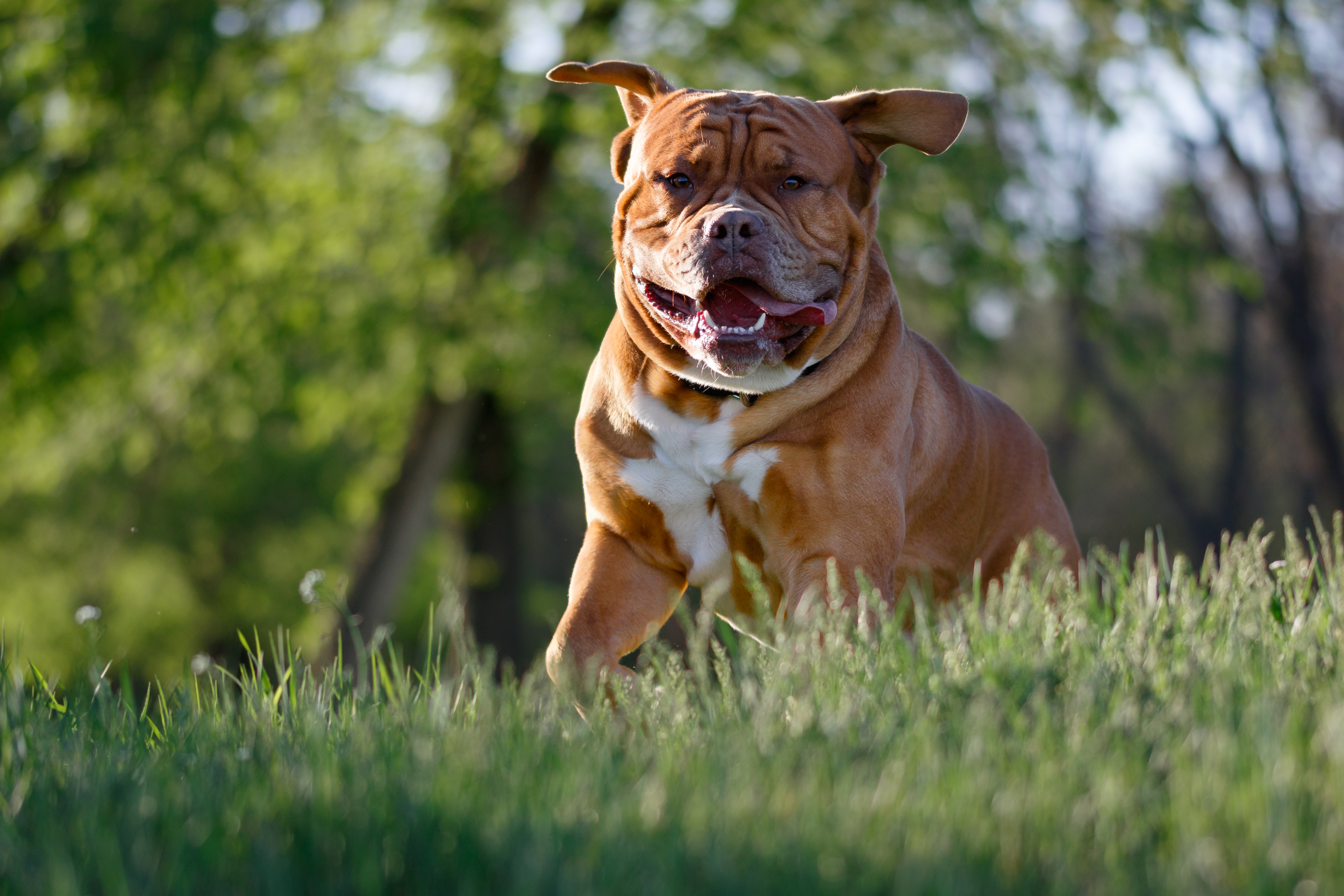 Download mobile wallpaper Tongue Stuck Out, Protruding Tongue, Dog, Animals, Bulldog for free.