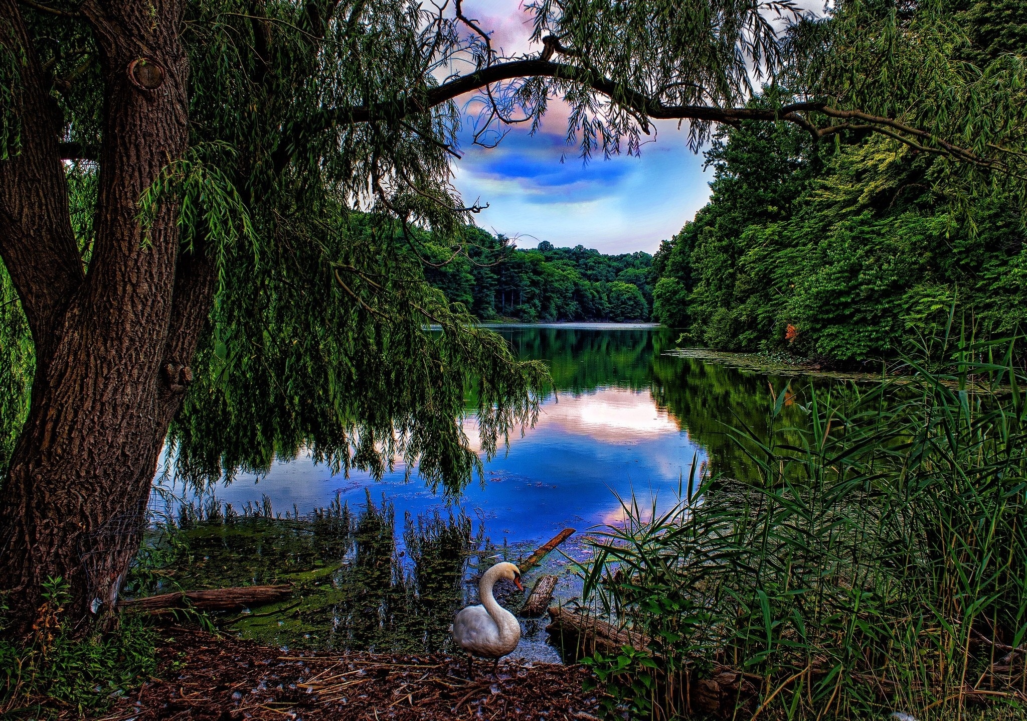 Download mobile wallpaper Swan, Mute Swan, Spring, Birds, Lake, Tree, Animal for free.