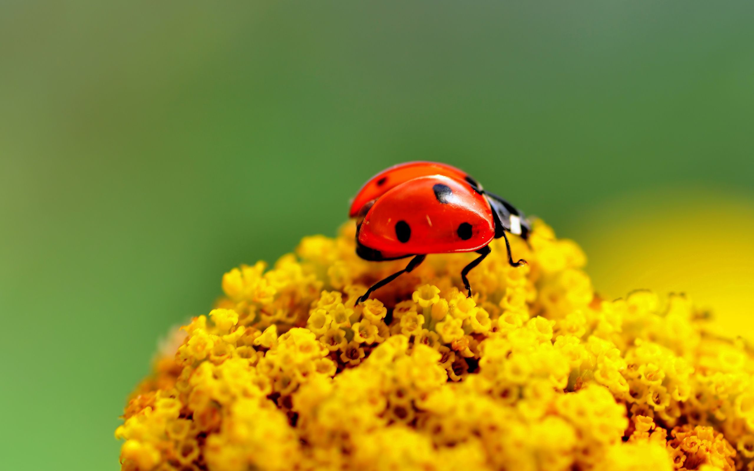 flower, macro, surface, insect, ladybug, ladybird download HD wallpaper