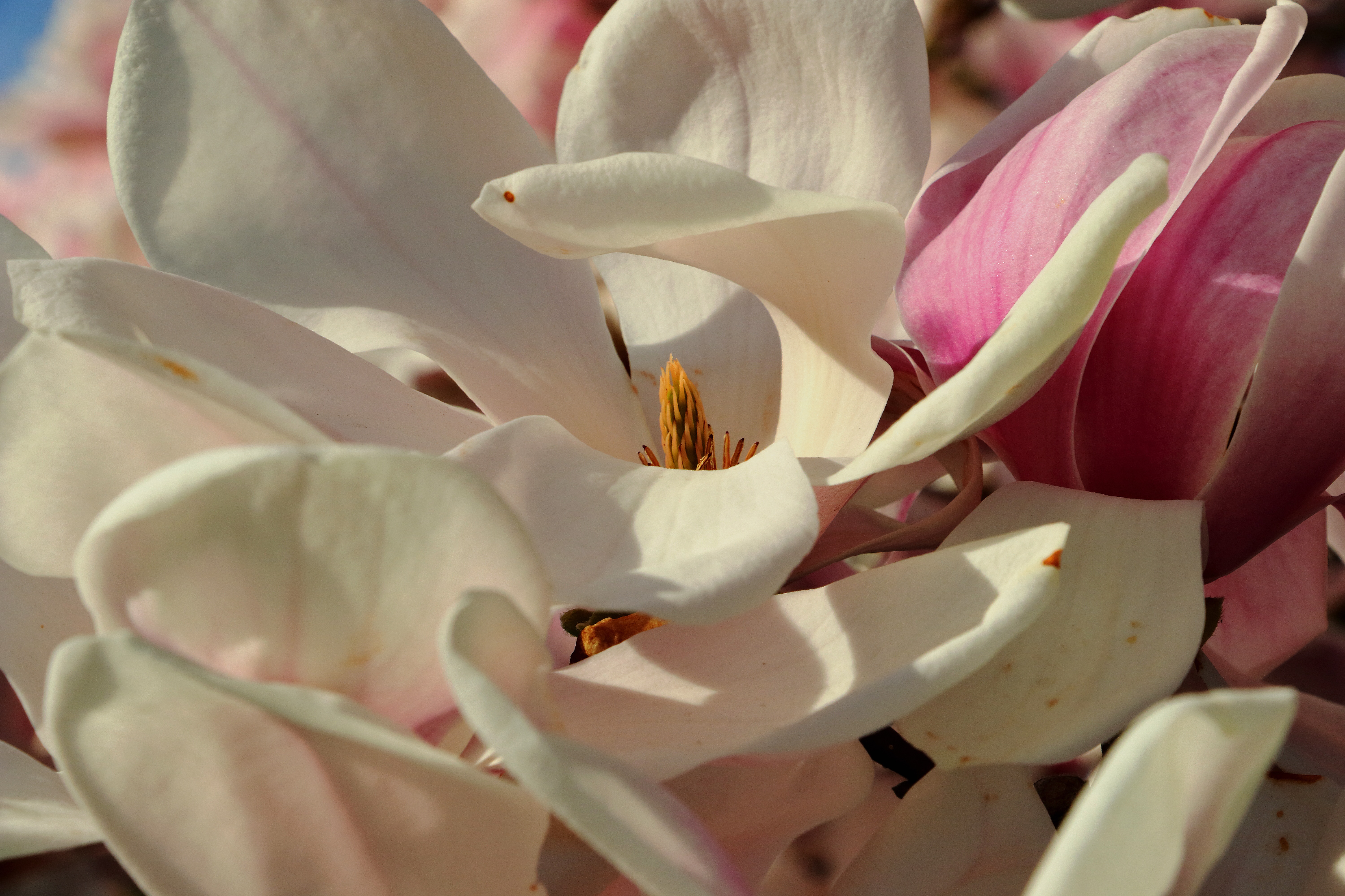 Handy-Wallpaper Blütenblätter, Blumen, Magnolia, Magnolie kostenlos herunterladen.