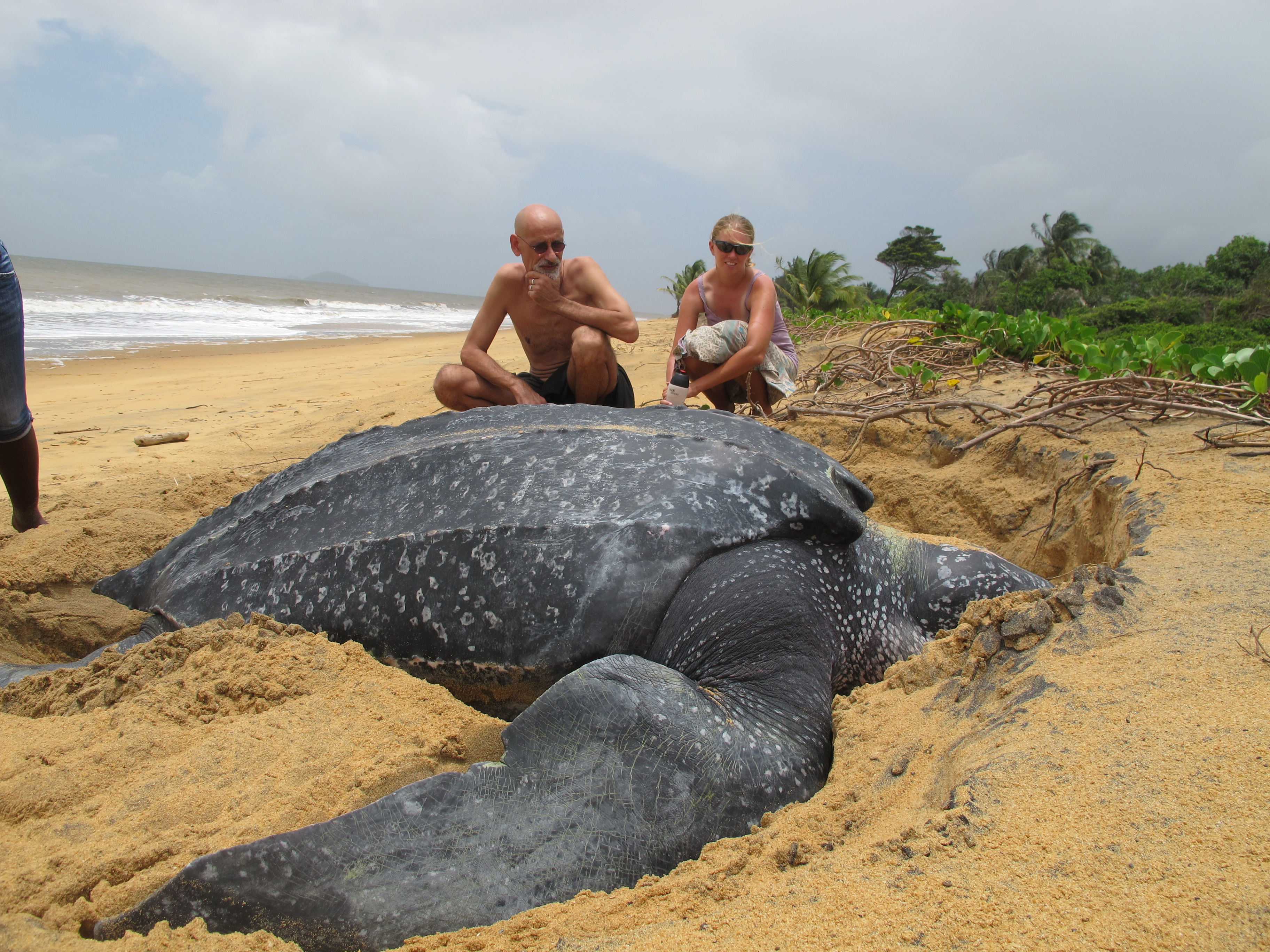Большо. Самая большая кожистая черепаха. Гигантская кожистая морская черепаха. Кожистая морская черепаха самая большая черепаха в мире. Кожистые черепахи самые большие черепахи в мире.