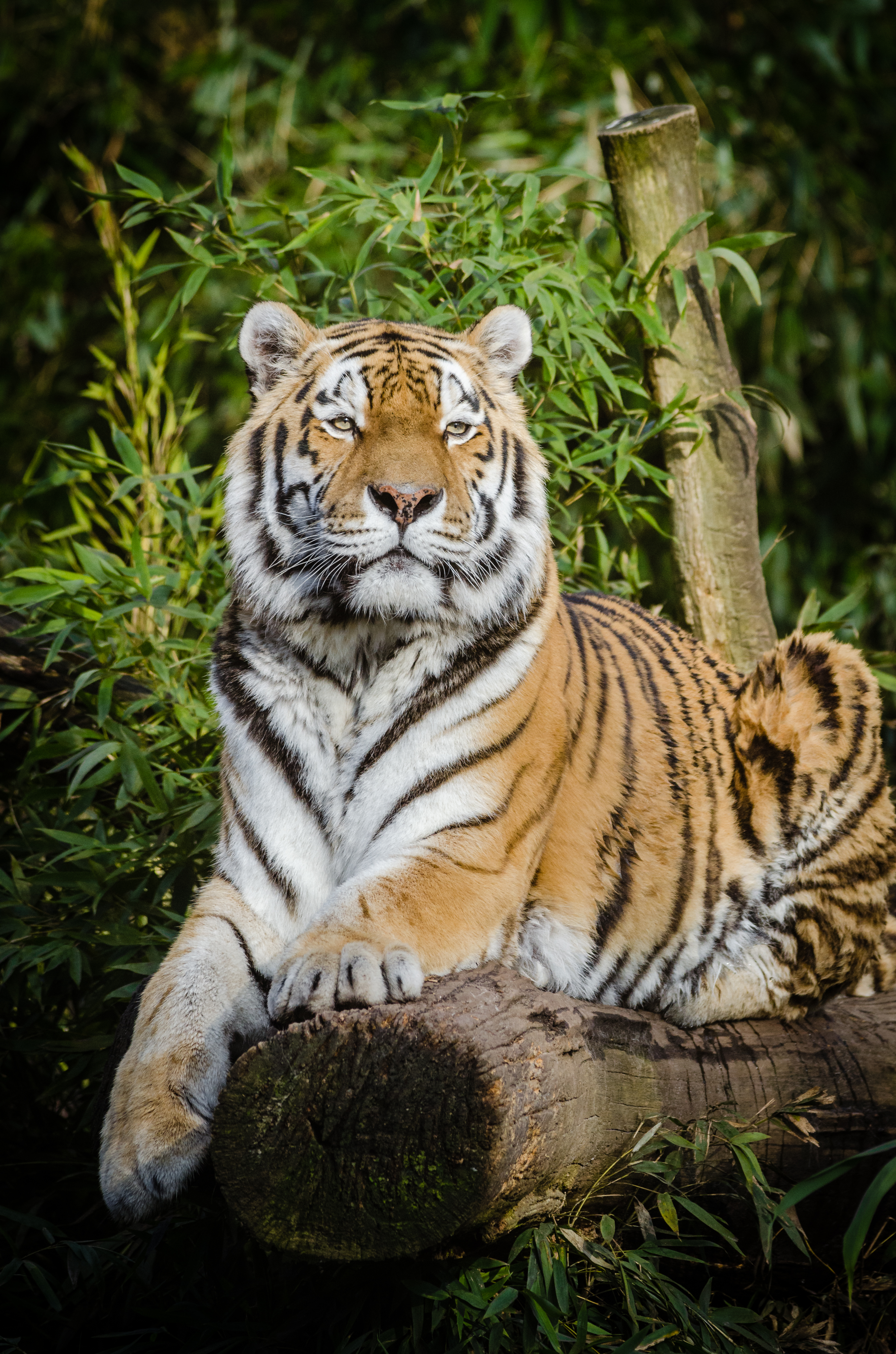 111666 скачать обои тигр, дикая природа, сибирский тигр, большая кошка, животные, лежит - заставки и картинки бесплатно