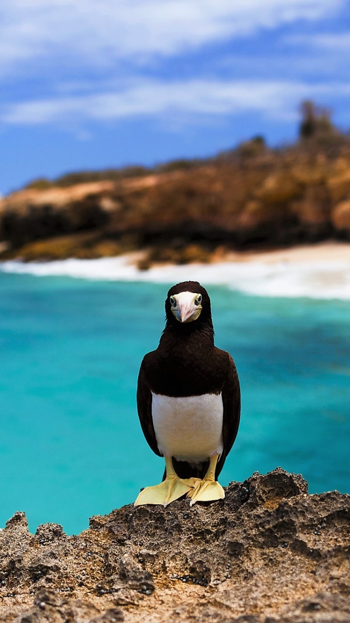 Laden Sie Das Brauner Tölpel Hintergrundbild Für Ihr Handy In Hochwertigen Hintergrundbildern