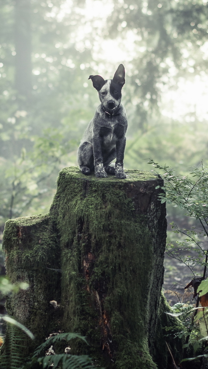 1173676 Hintergrundbild herunterladen tiere, australischer rinderhund, stumpf, welpen, welpe, hund, hunde - Bildschirmschoner und Bilder kostenlos