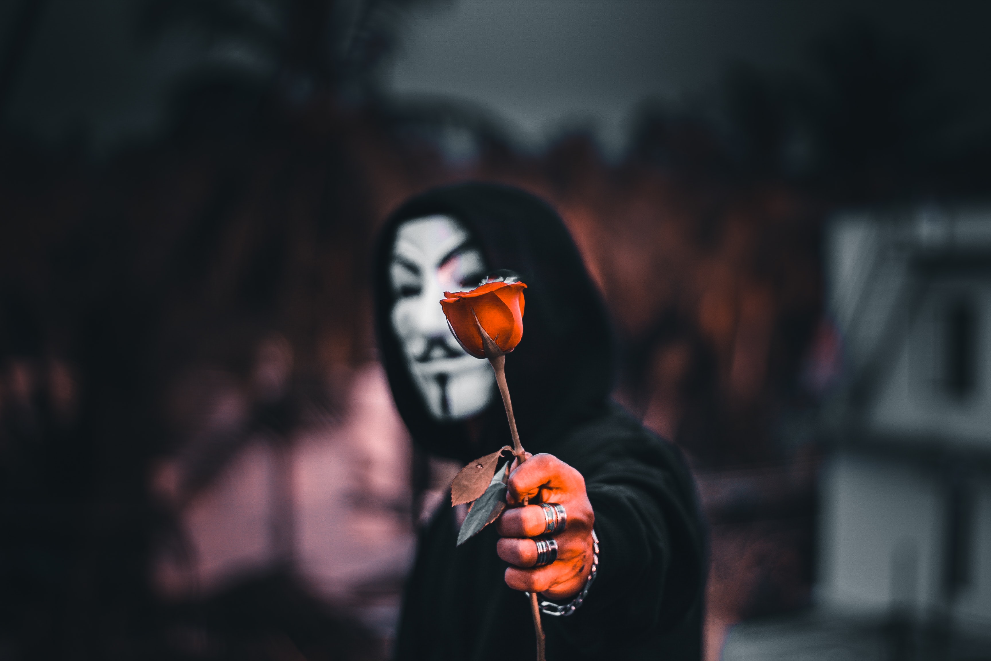anonymous, mask, rose flower, hood, miscellanea, flower, miscellaneous, rose Full HD