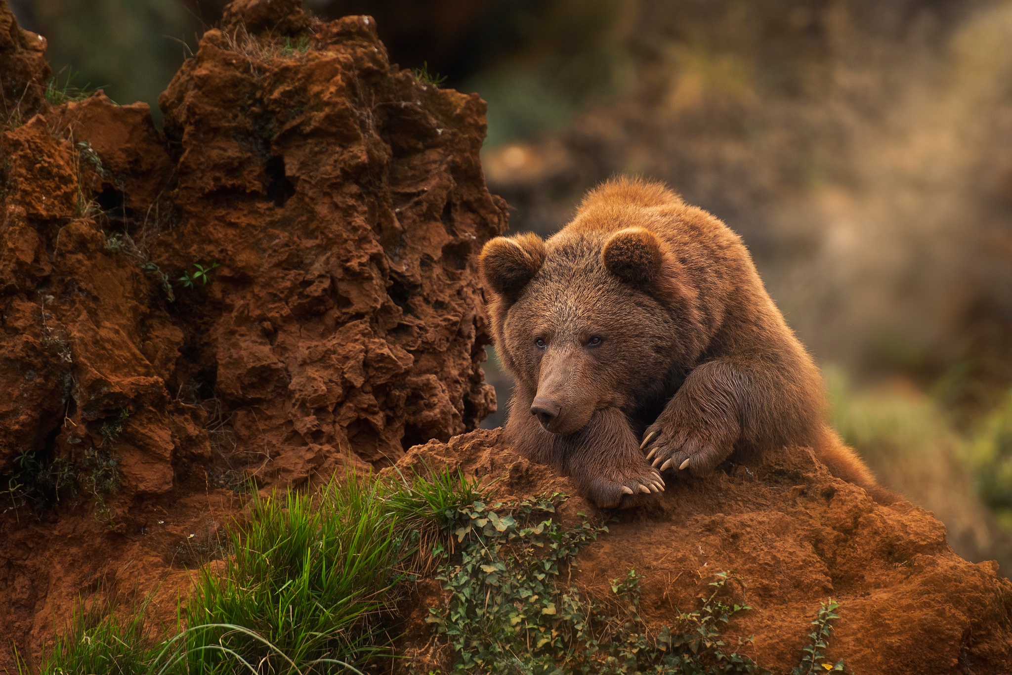 Пинтерест медведь фото