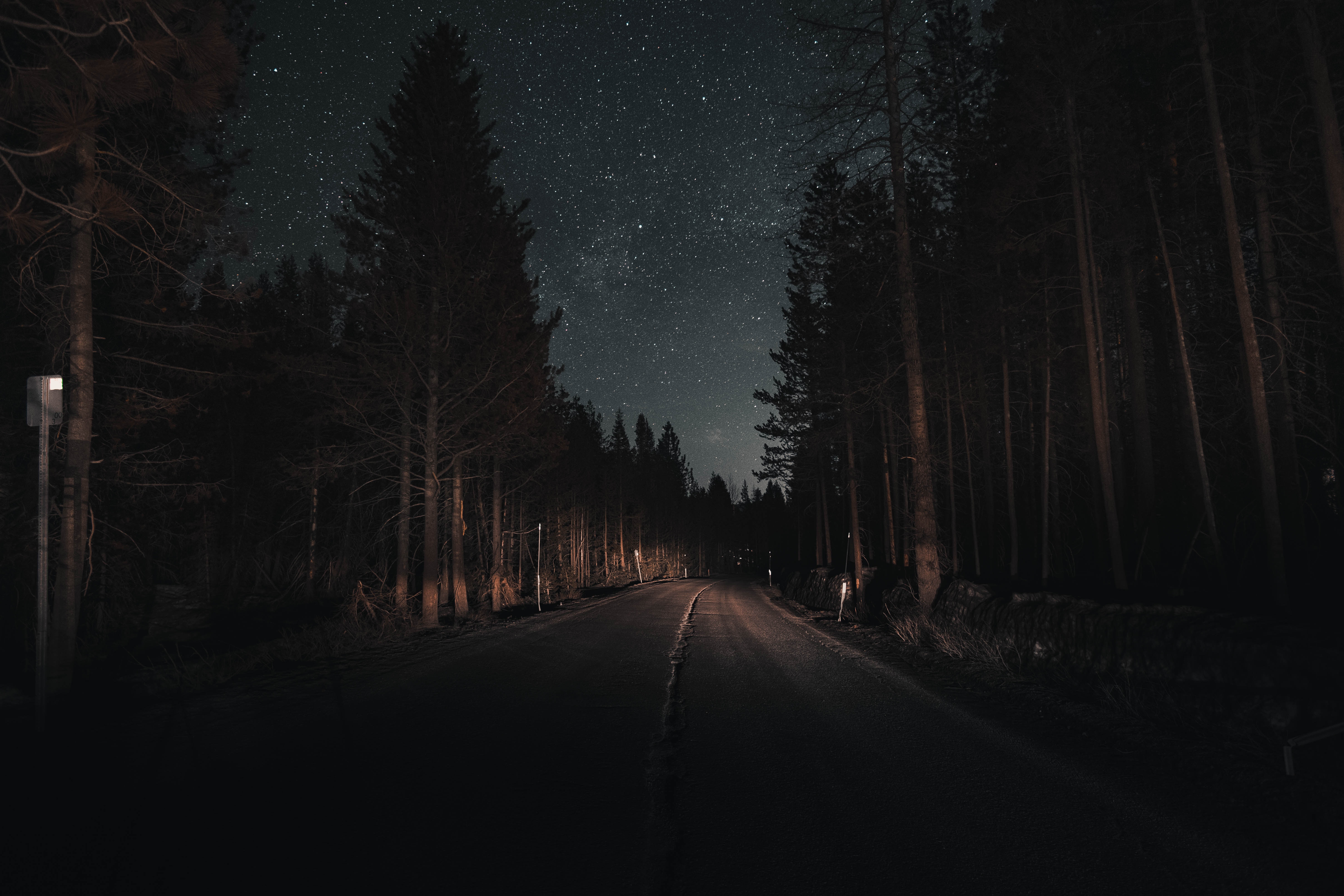 forest, road, starry sky, turn, nature, night phone wallpaper