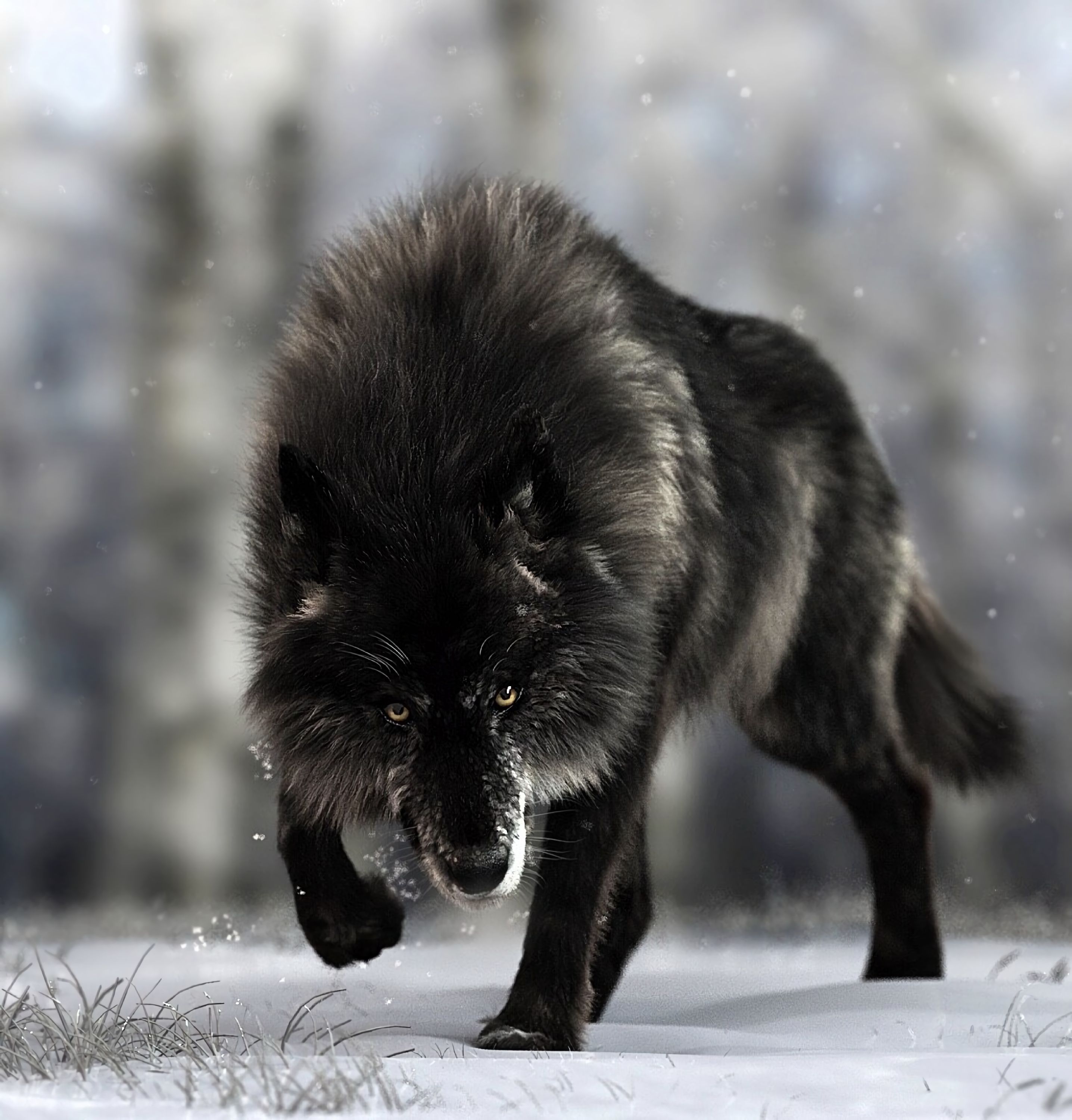 wolf, predator, animals, wildlife, black, dog