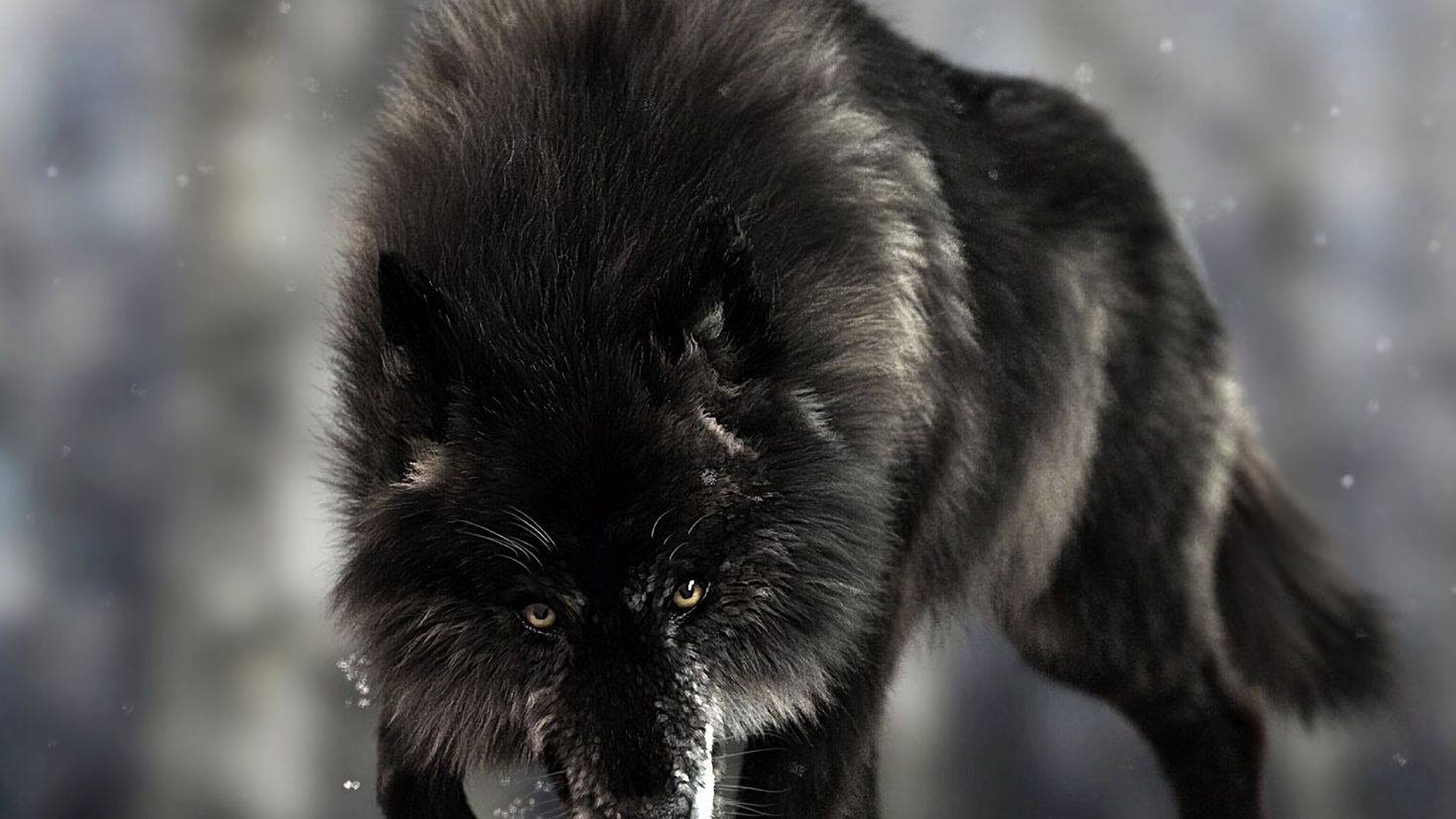 Хищные животные волки черные