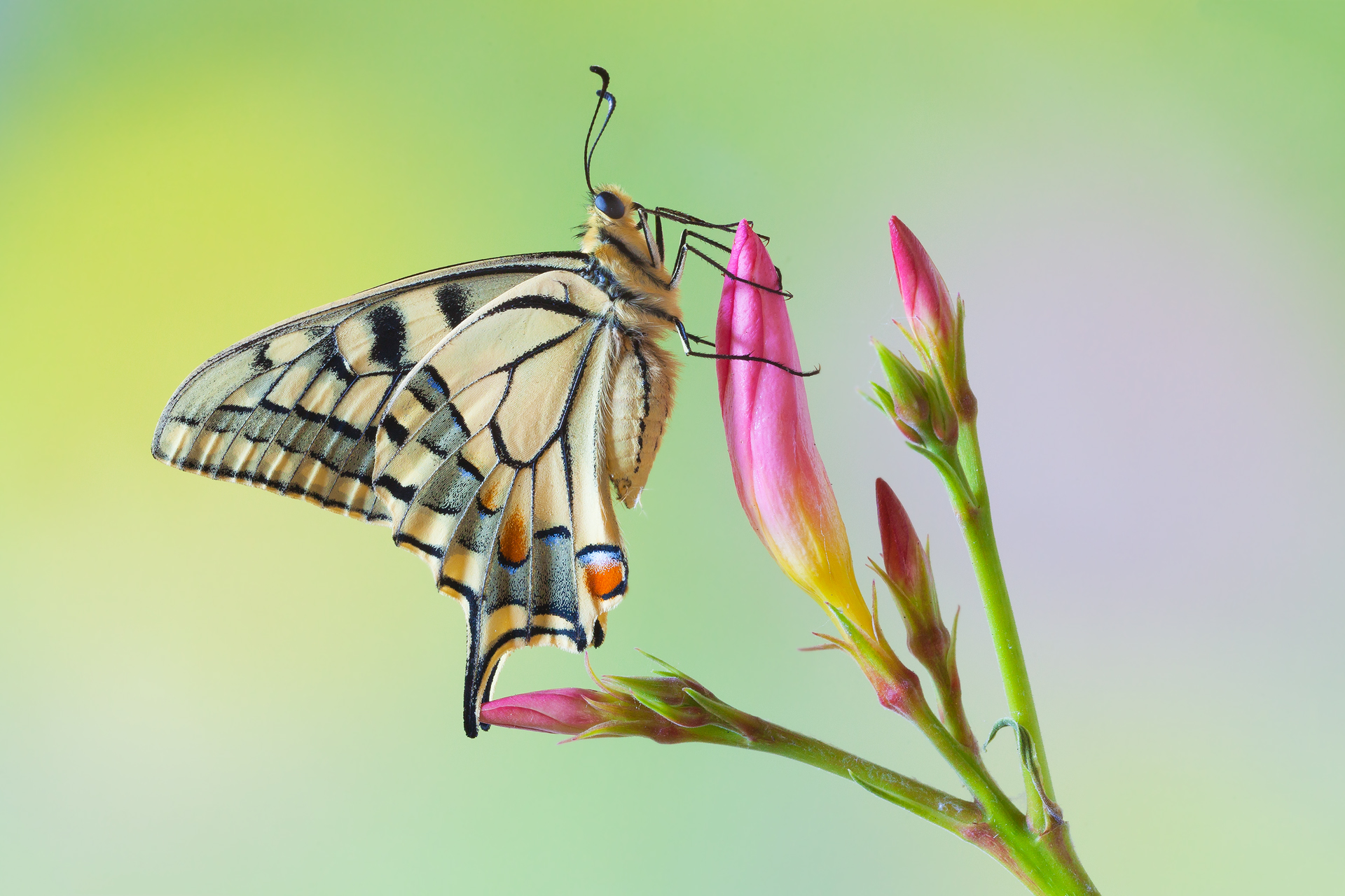 Бабочка Махаон на цветке