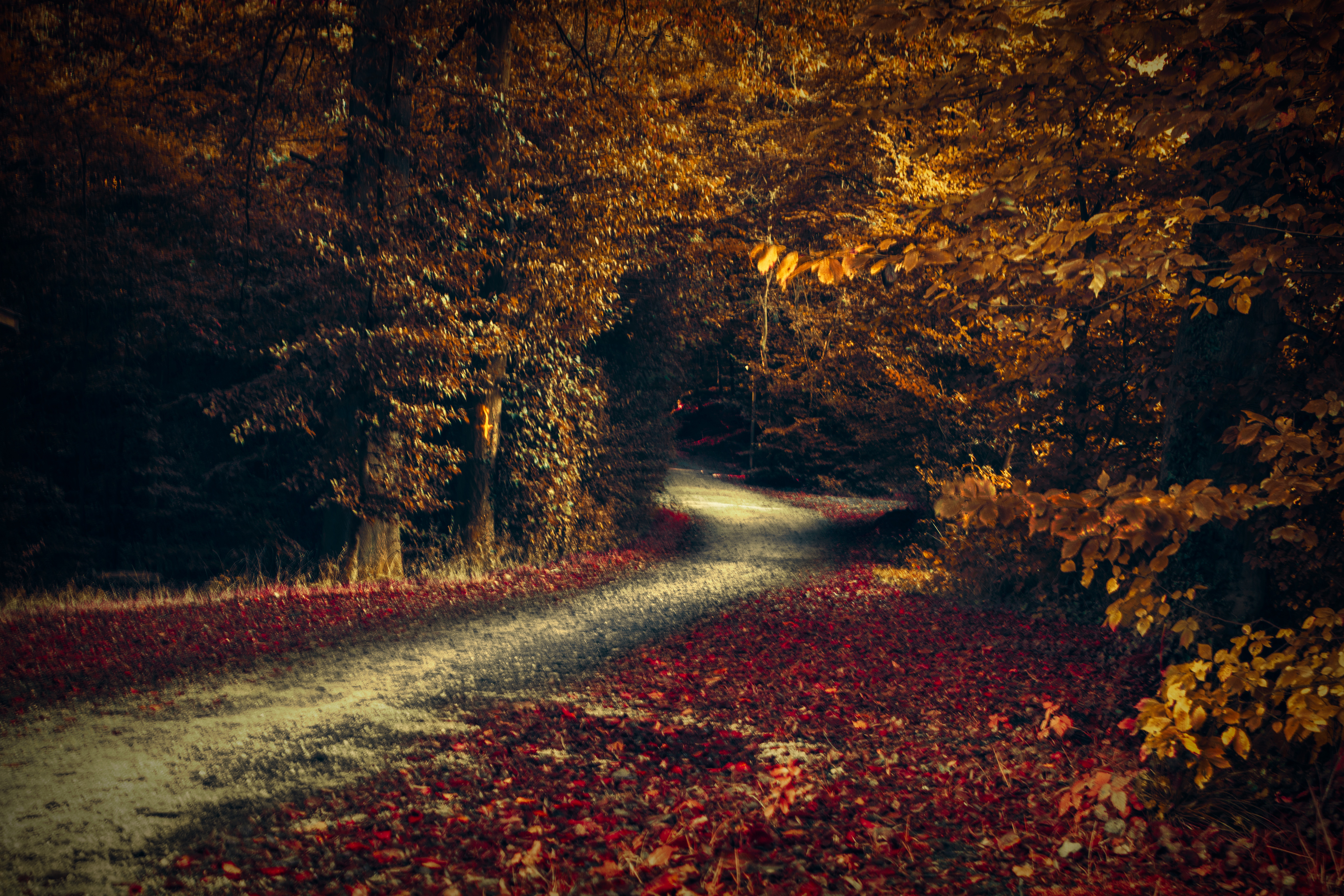 Дорога лес осень листья