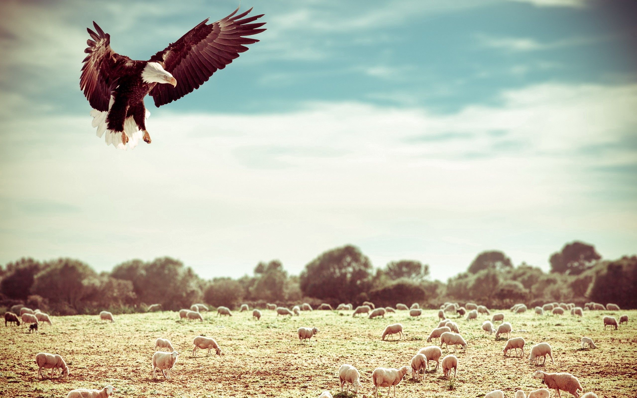 Download mobile wallpaper Field, Flight, Animals, Sky, Eagle for free.