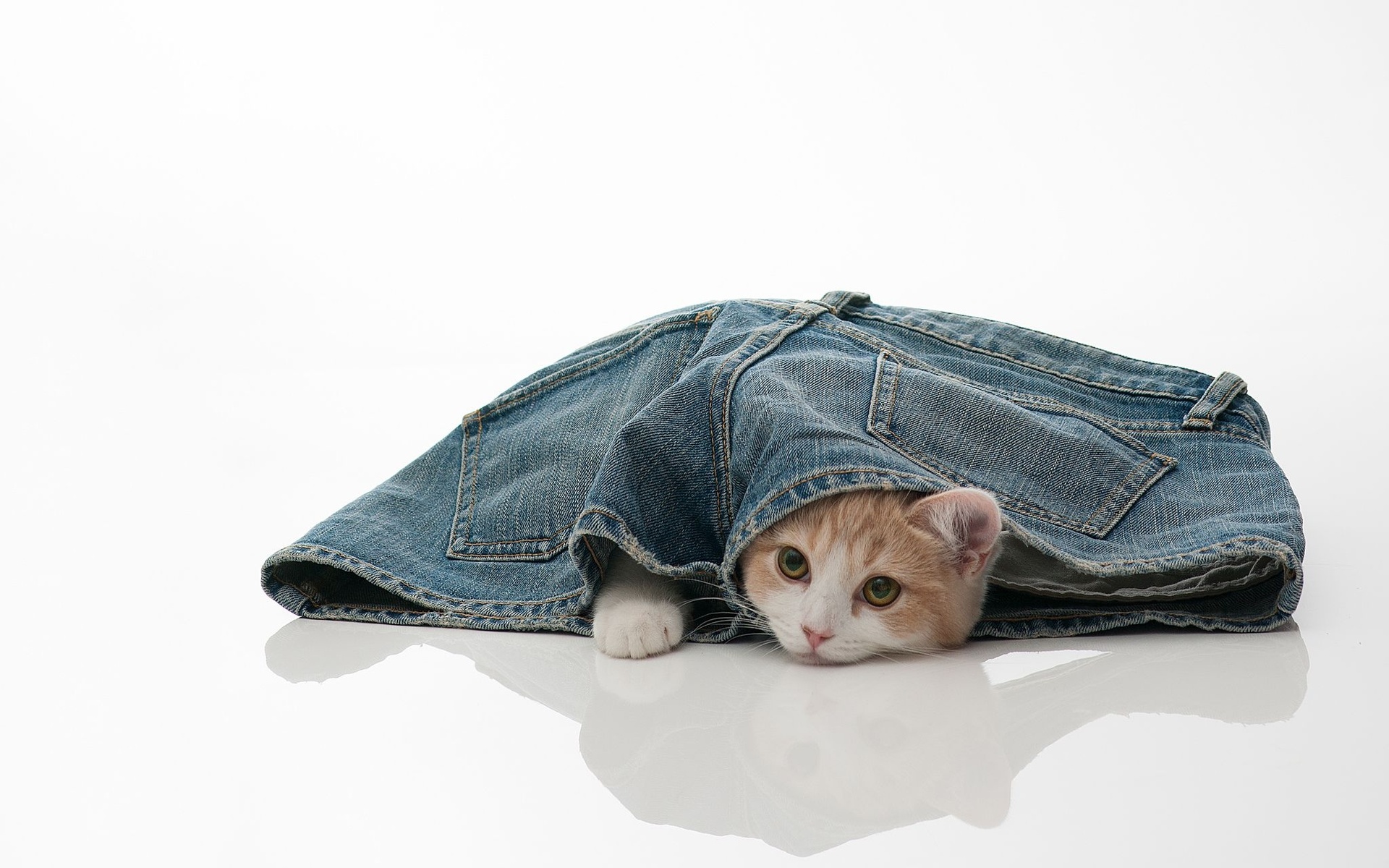 Кот в джинсах