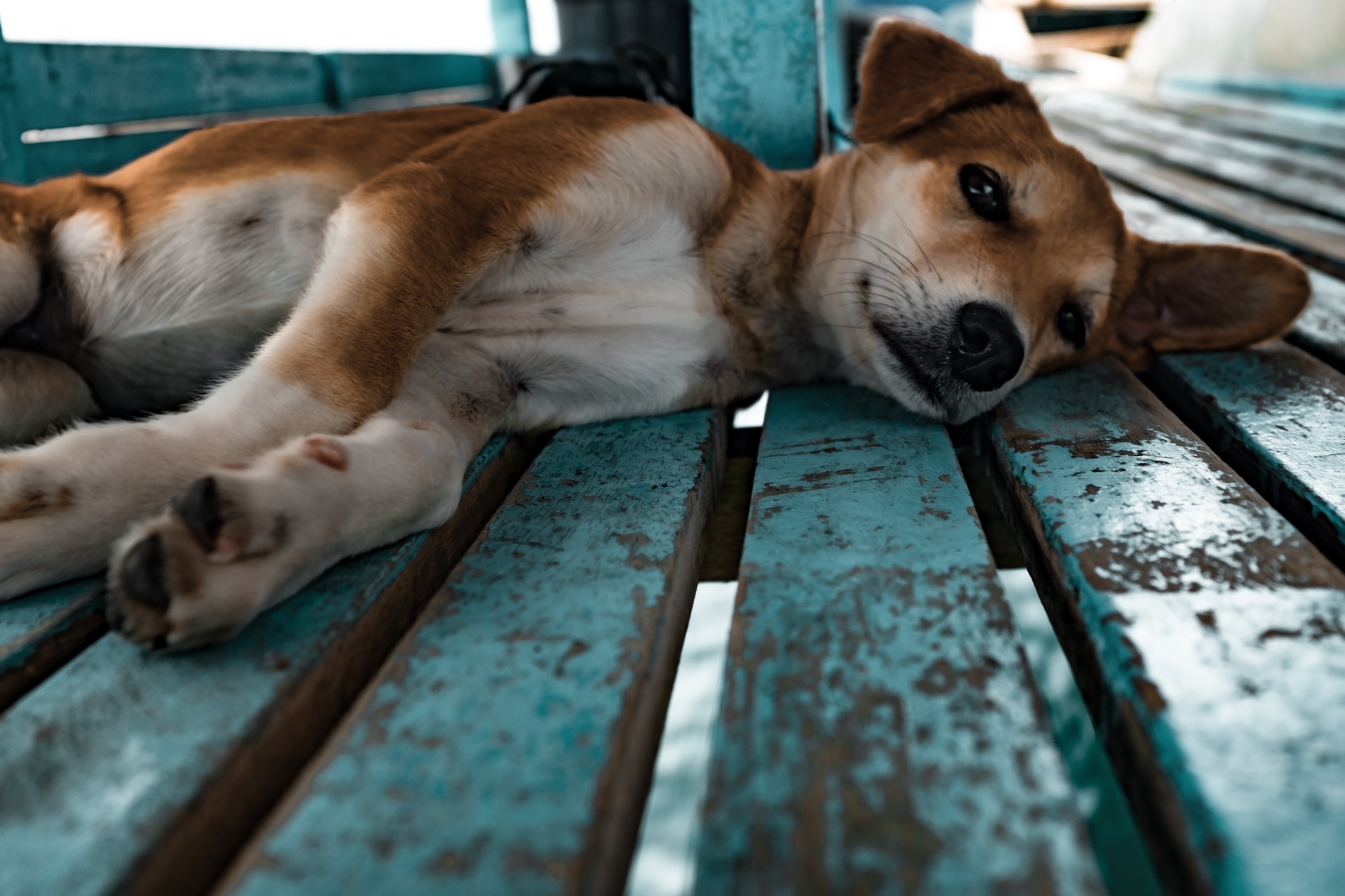 Download mobile wallpaper Lies, Siba Inu, Shiba Inu, Puppy, Animals, Dog for free.