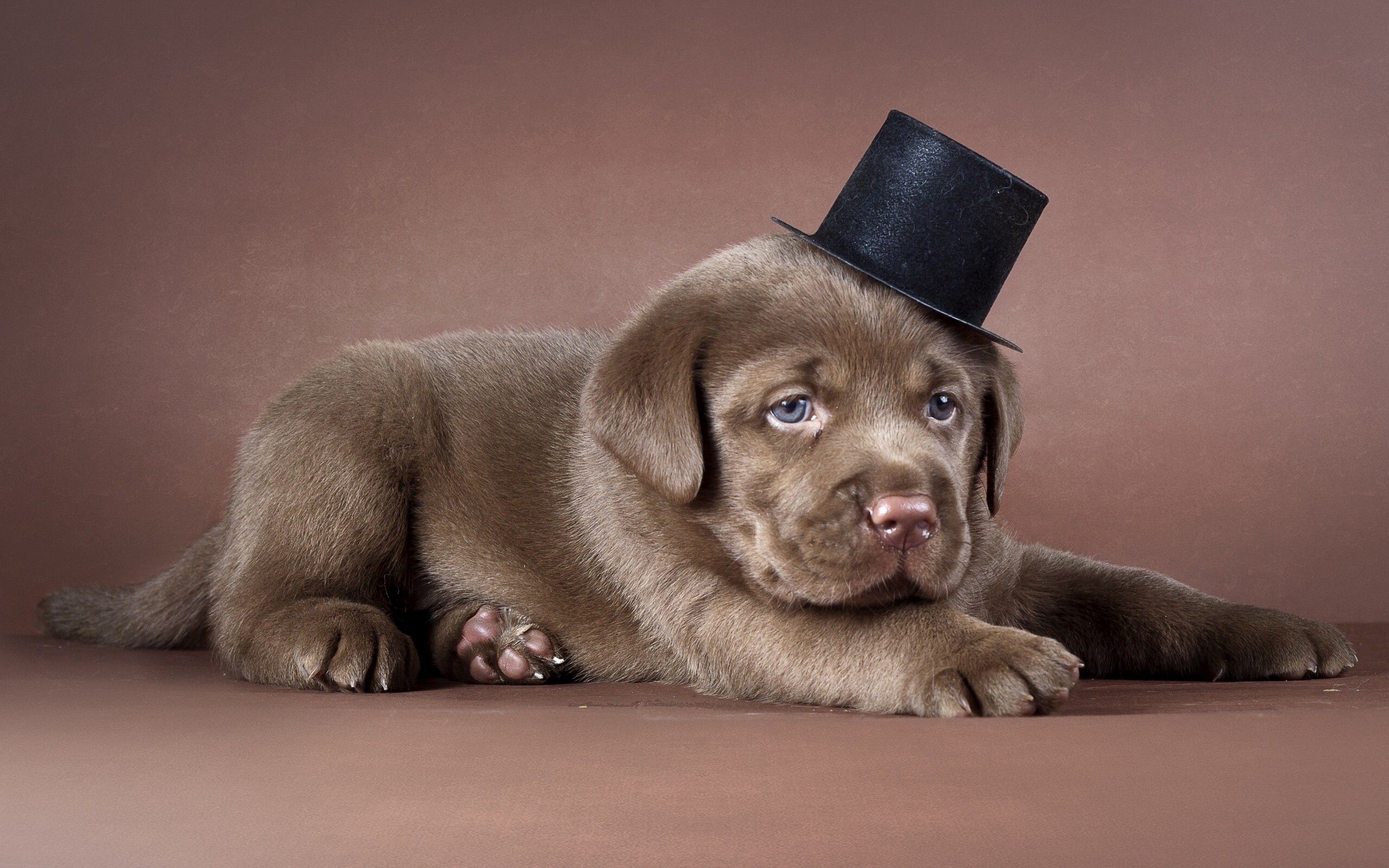 110472 descargar imagen perro, sombrero, animales, cachorro, labrador: fondos de pantalla y protectores de pantalla gratis