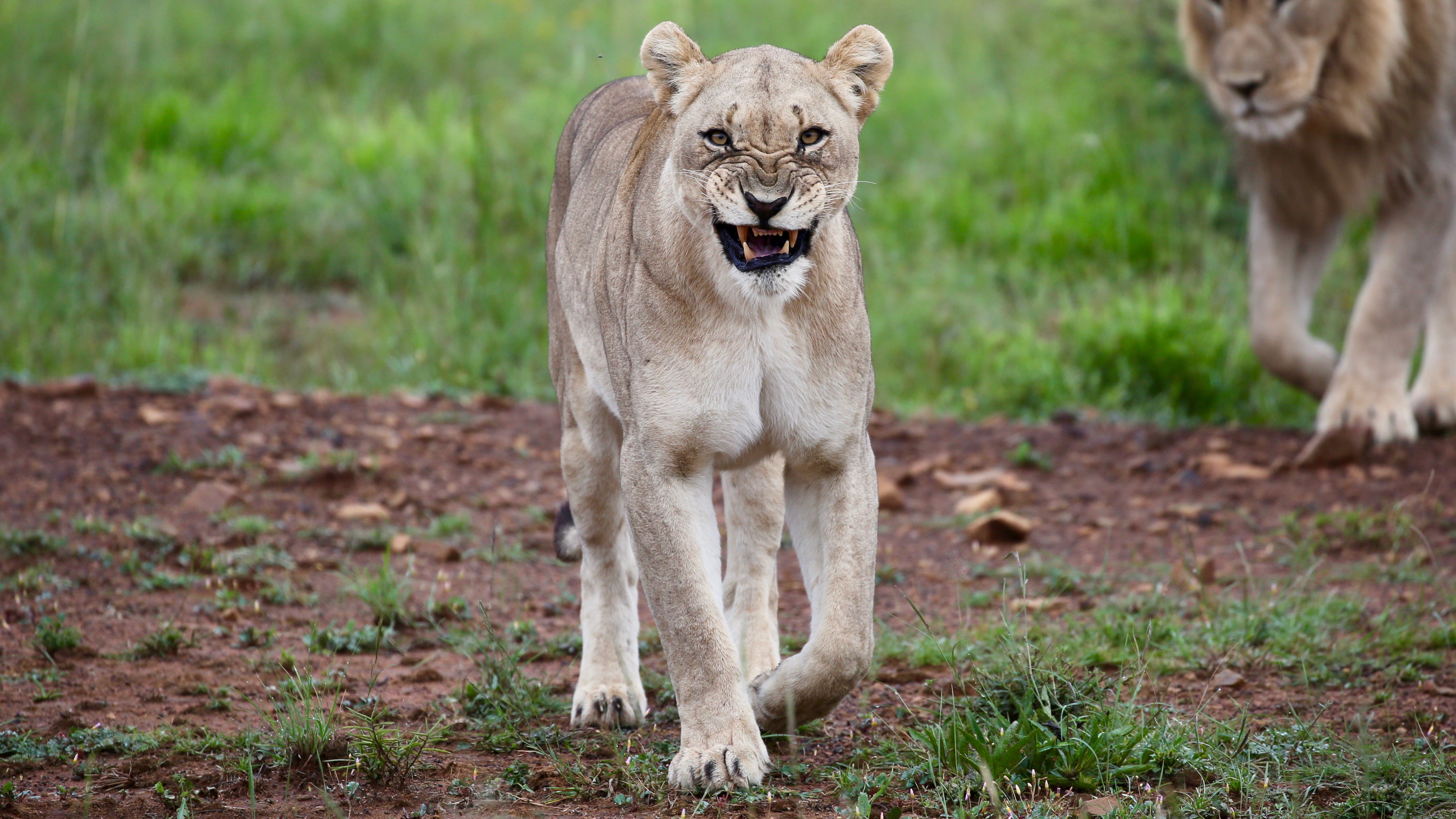 Download mobile wallpaper Rage, Big Cat, Animals, Lioness for free.