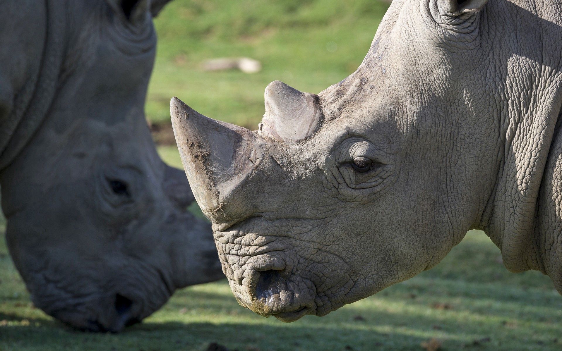 animals, muzzle, large, big, rhinoceros