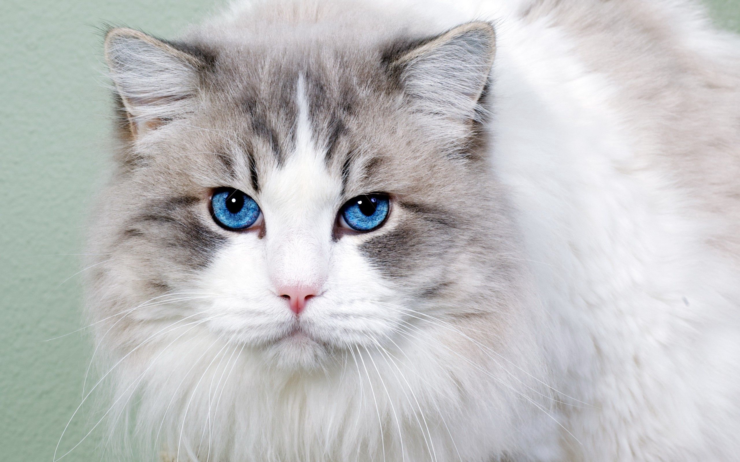 blue eyed, animals, cat, fluffy, muzzle, nice, sweetheart HD wallpaper