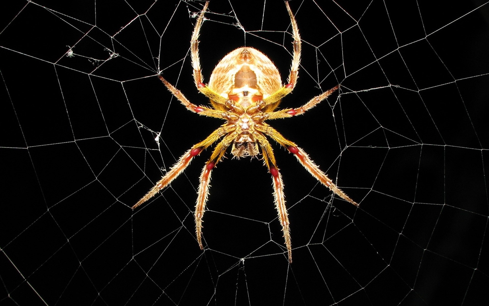 Animal Spider Wallpaper