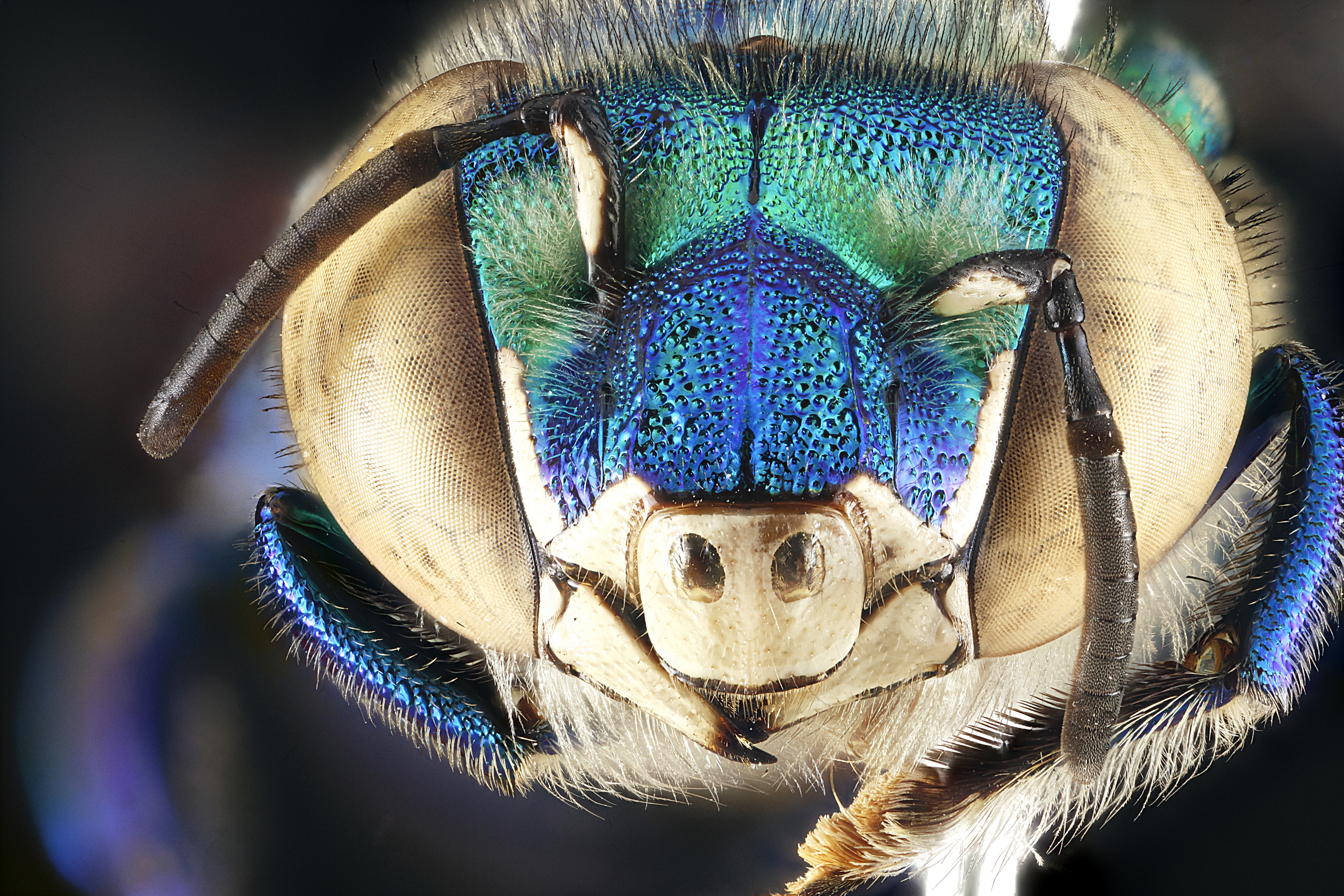 Фото насекомых. Самые красивые насекомые. Насекомые крупным планом. Самые красивые насекомые в мире.