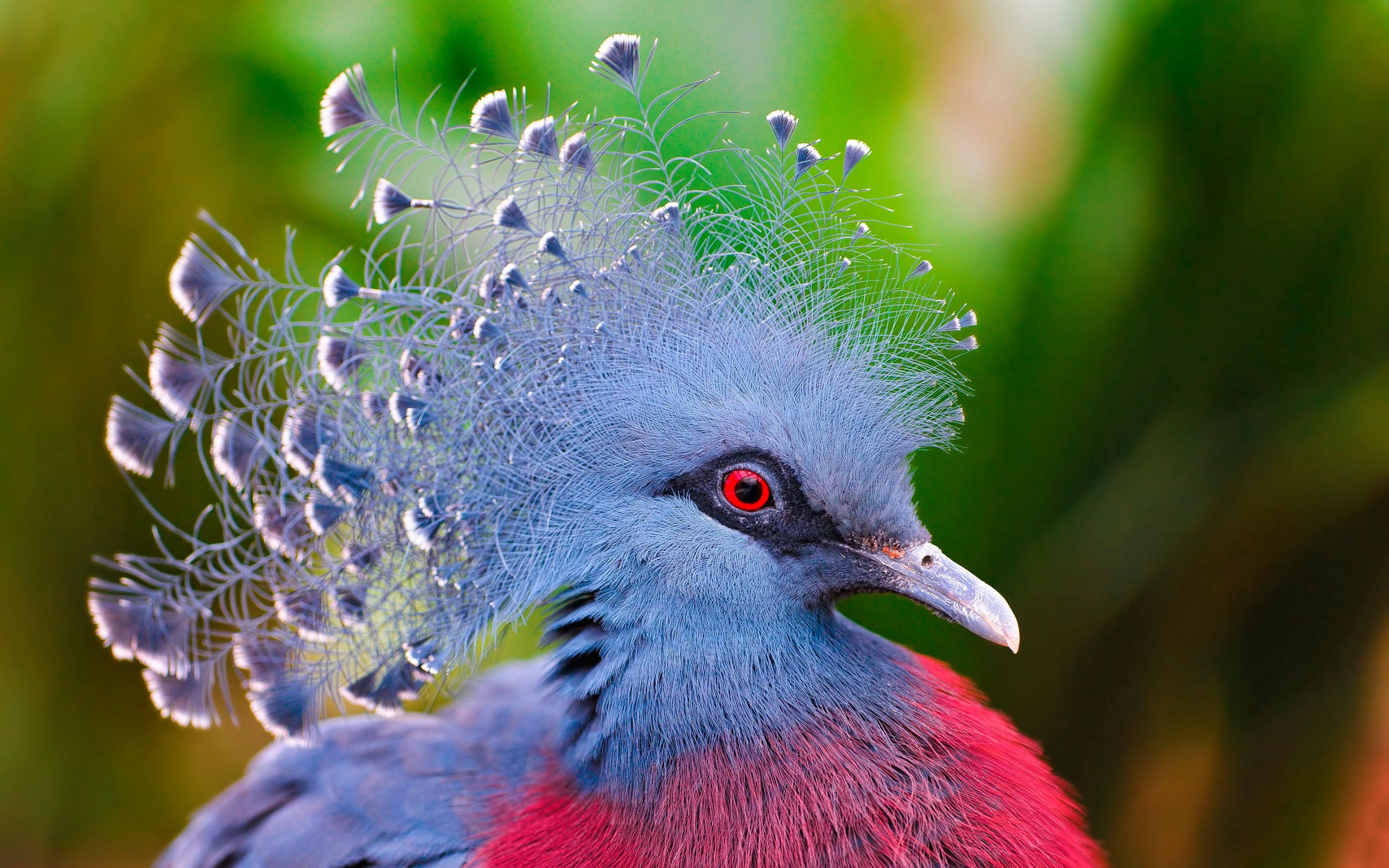 Desktop FHD animals, feather, bird, crowned pigeon, crown pigeon