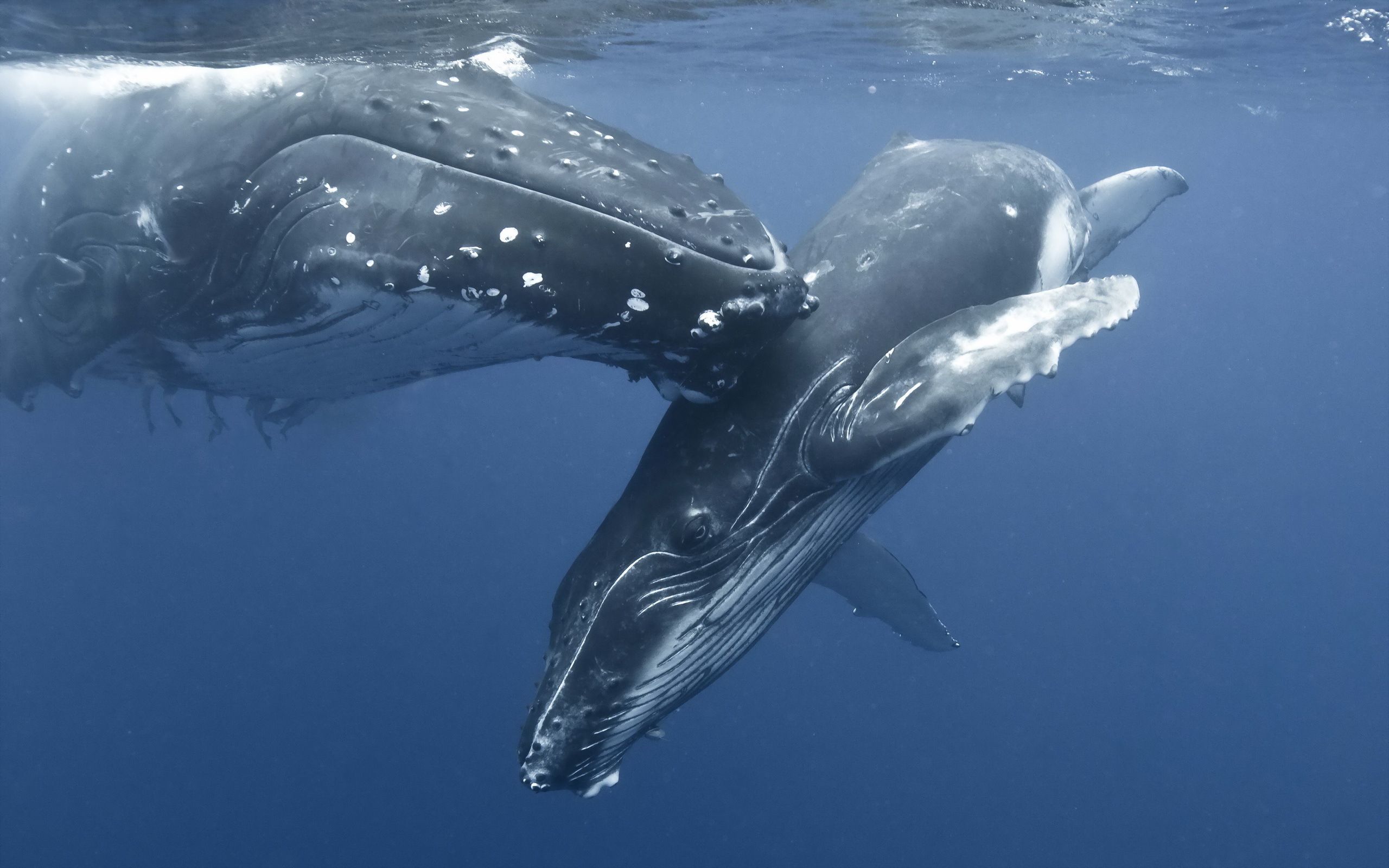 577042 скачать обои кит, горбатый кит, животные - заставки и картинки бесплатно