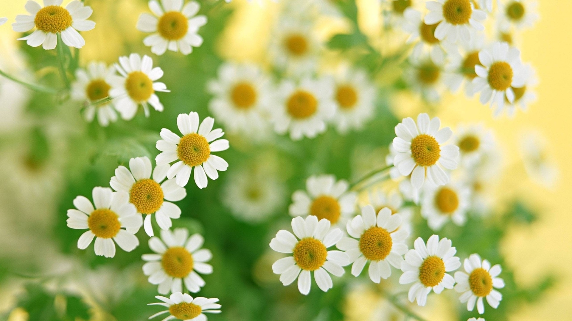 plants, flowers, camomile, green