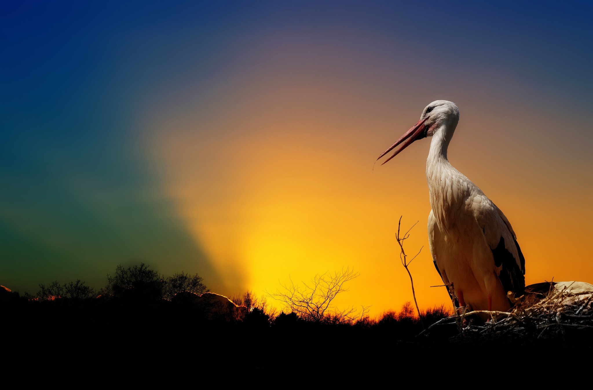 animal, white stork, nest, stork, sunset, birds 2160p