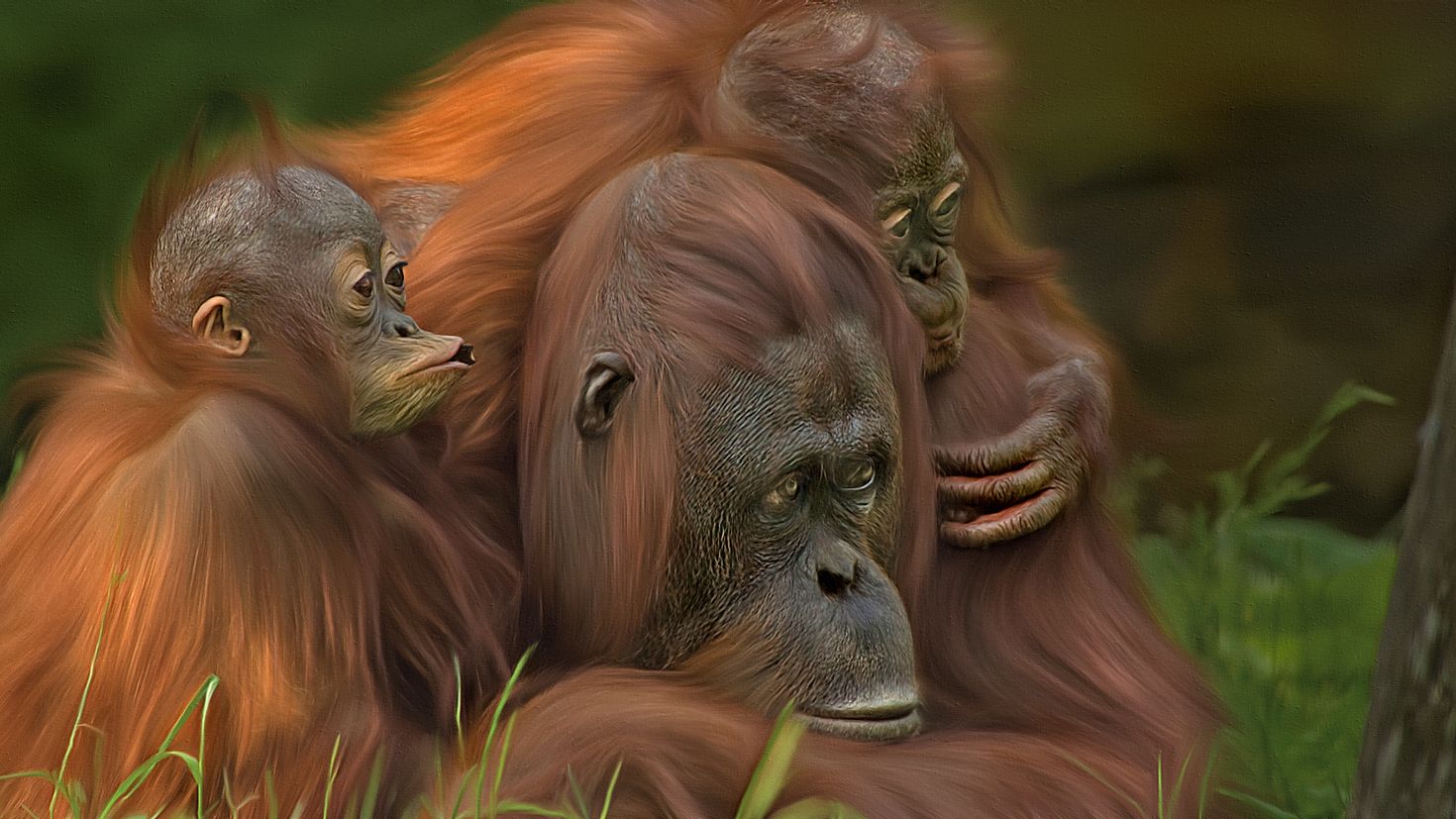 Смешная семья обезьян