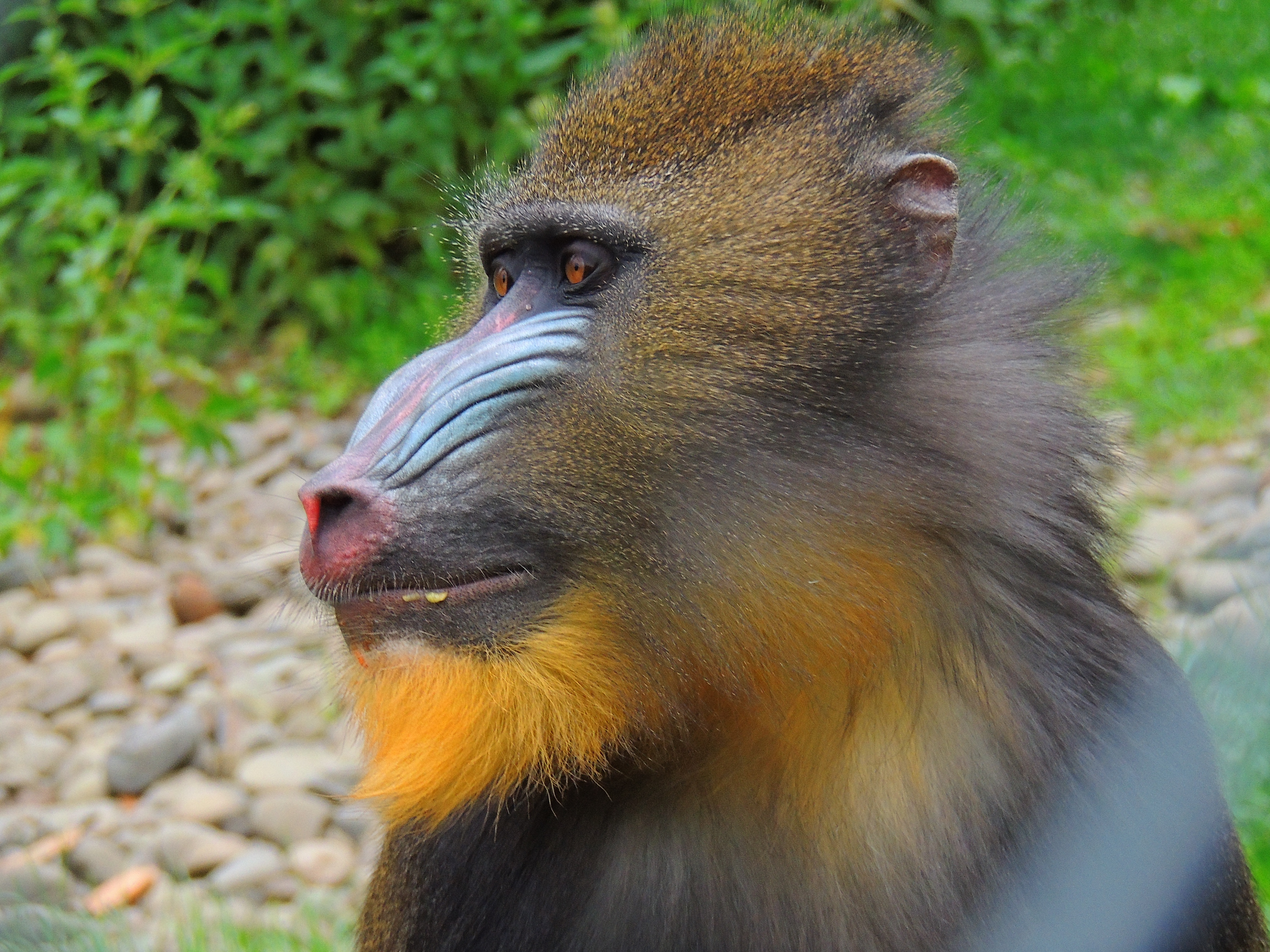 Laden Sie das Ein Affe, Pelz, Fell, Mandrill, Schnauze, Tiere, Affe-Bild kostenlos auf Ihren PC-Desktop herunter
