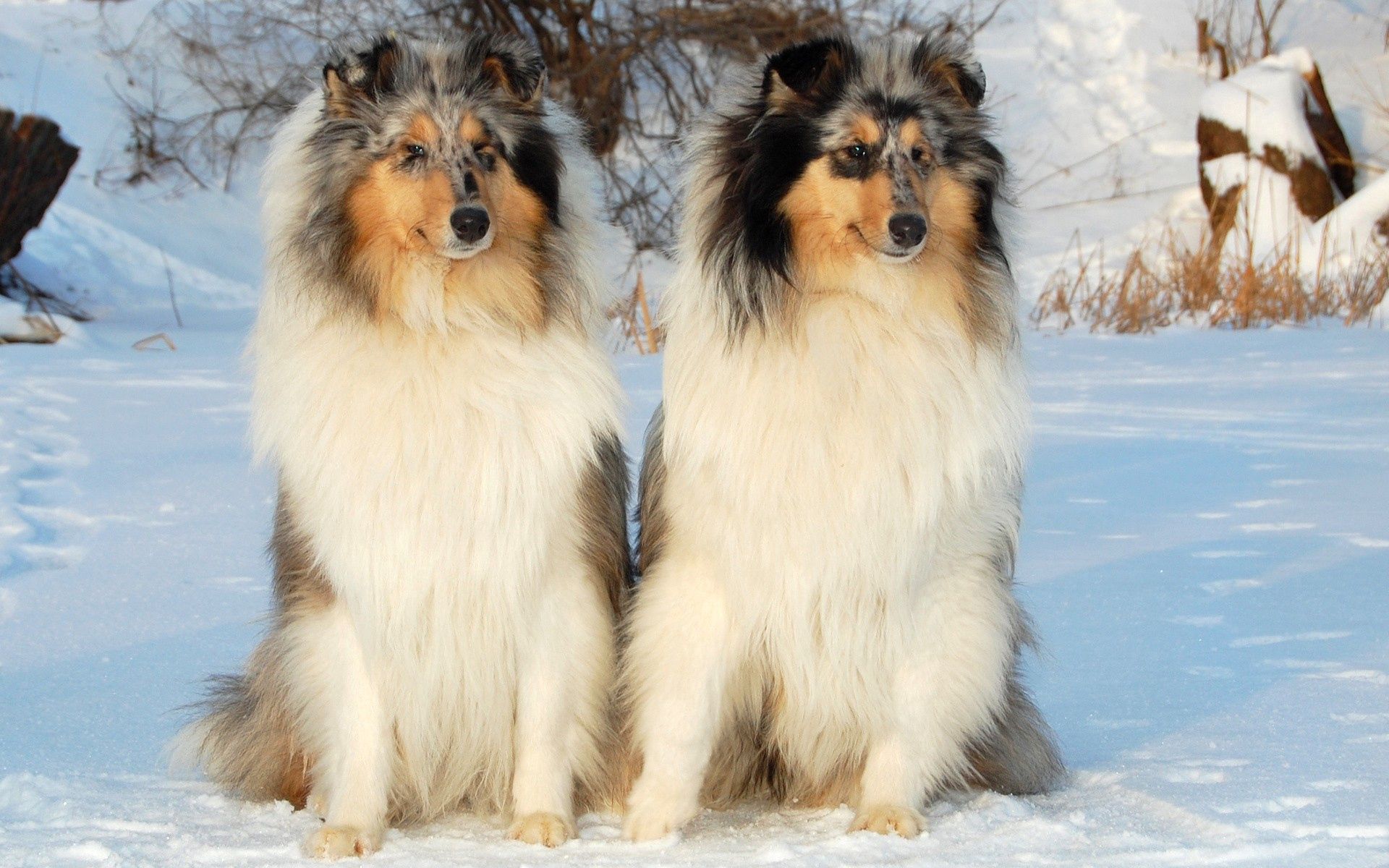 animals, dogs, snow, sit, couple, pair 1080p