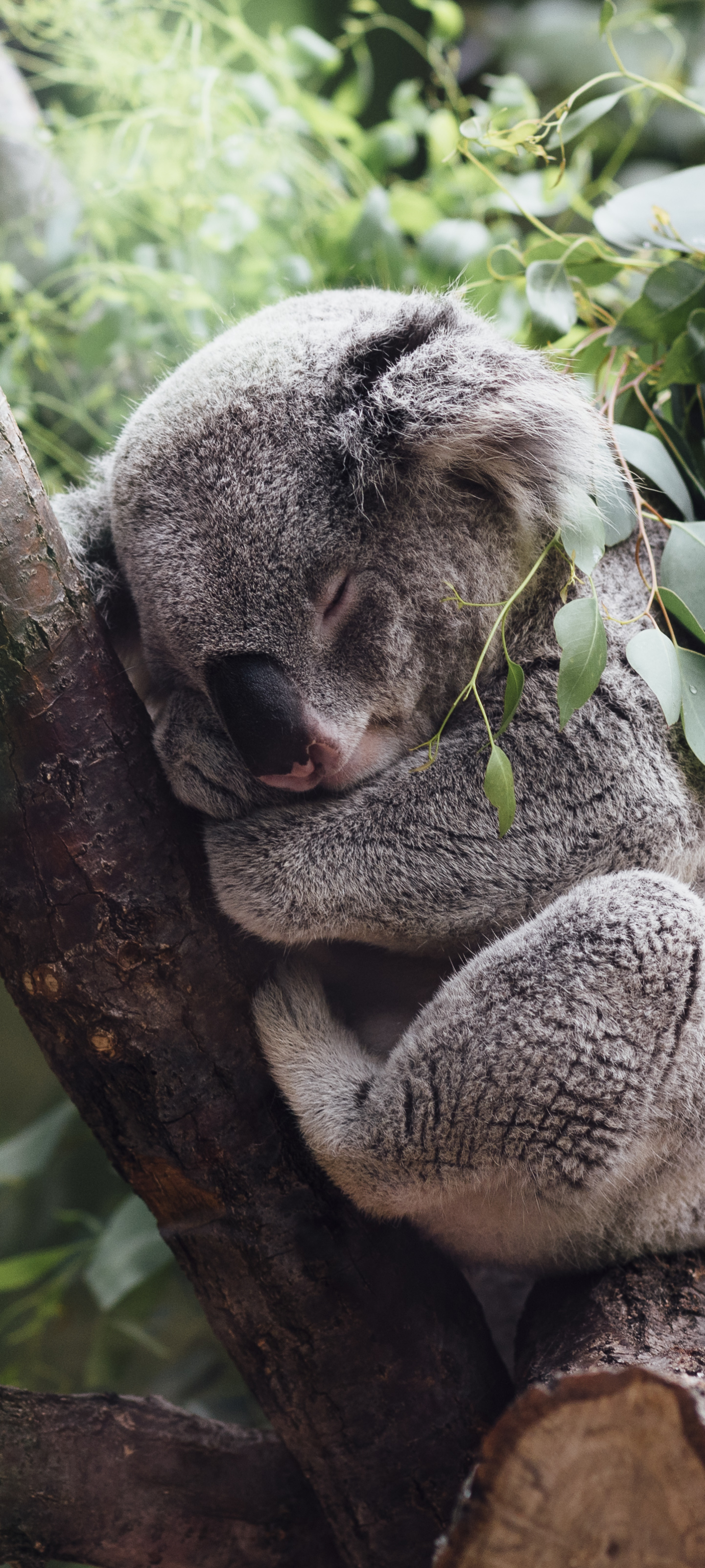 Animal Koala 4K HD Wallpapers  HD Wallpapers  ID 32730