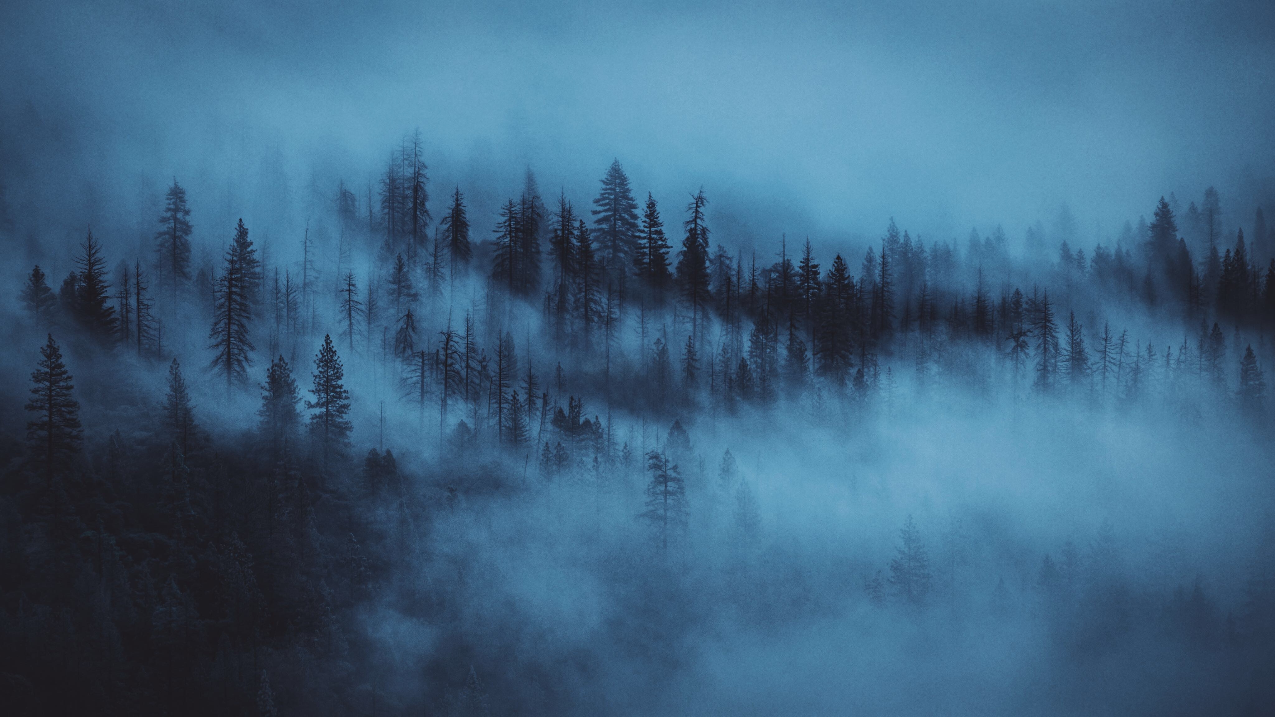 Laden Sie das Bäume, Wald, Nebel, Morgendämmerung, Natur-Bild kostenlos auf Ihren PC-Desktop herunter