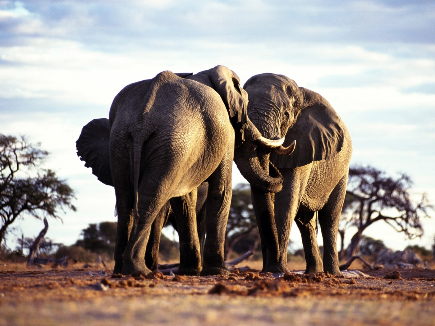 Laden Sie das Elephants, Tiere-Bild kostenlos auf Ihren PC-Desktop herunter