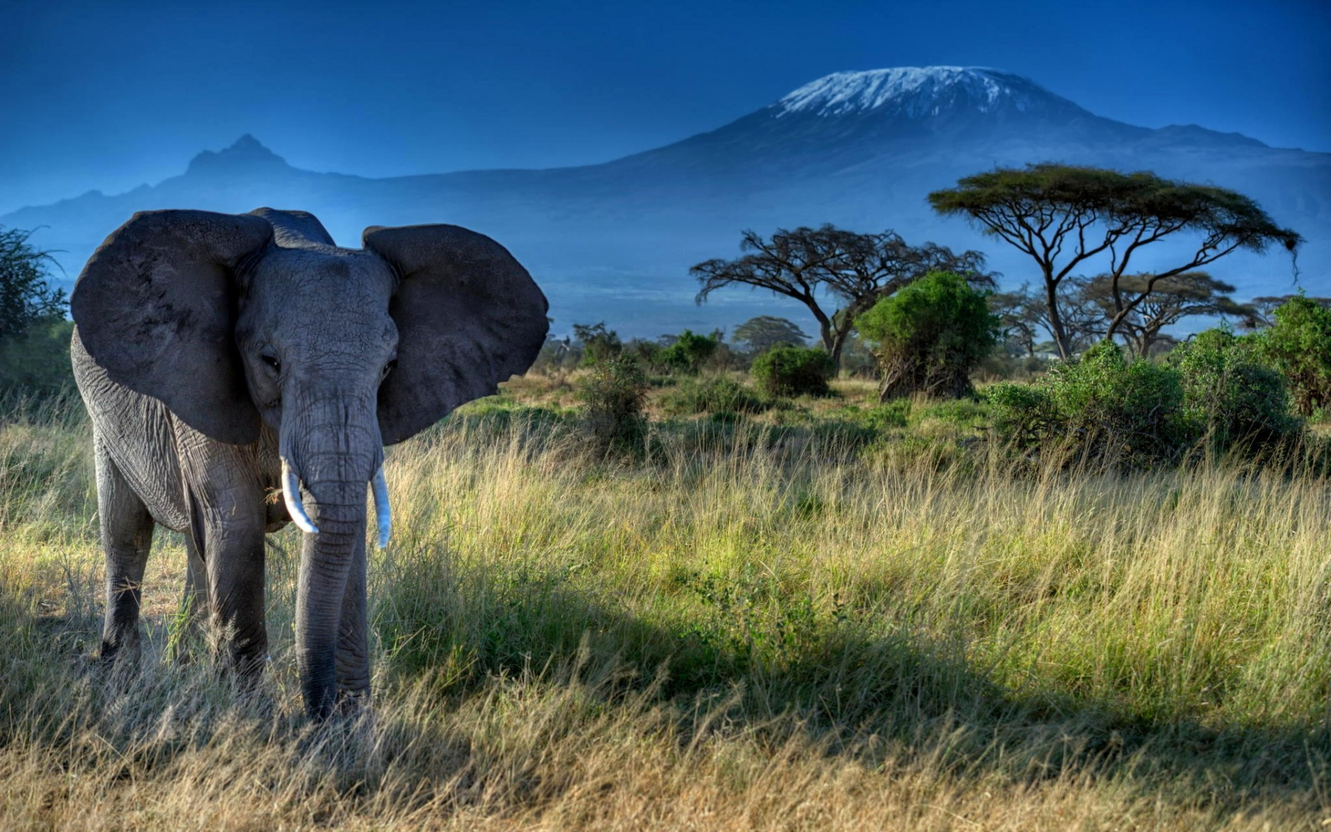 Африканские слоны и Килиманджаро