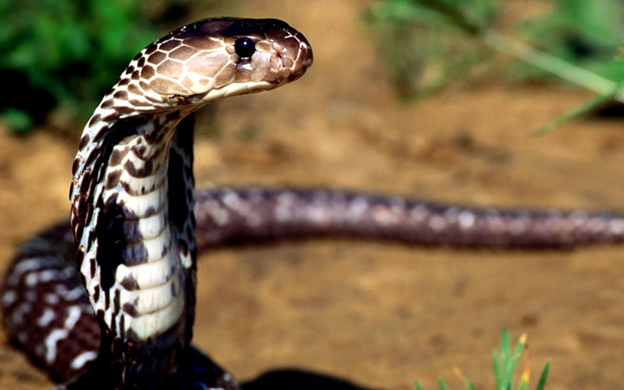animals, cobra, eyes, snake, poisonous