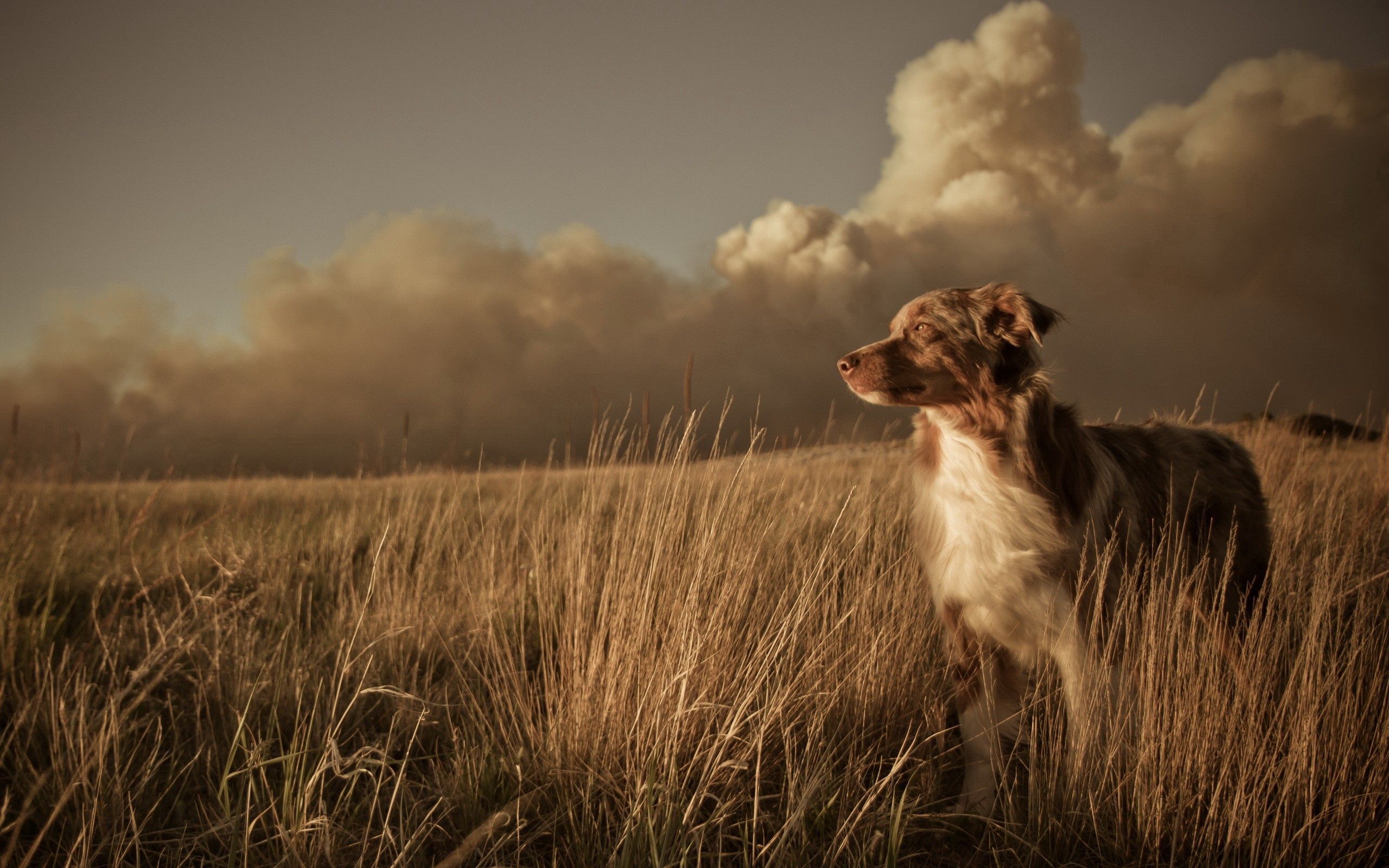 field, animals, grass, clouds, dog, wind Aesthetic wallpaper