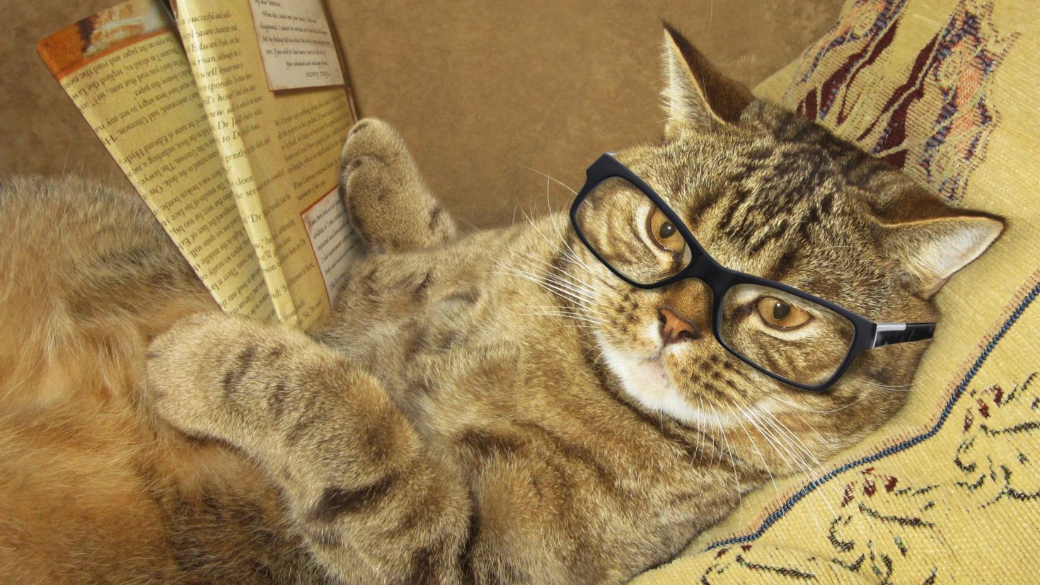 Кошка в очках картинки